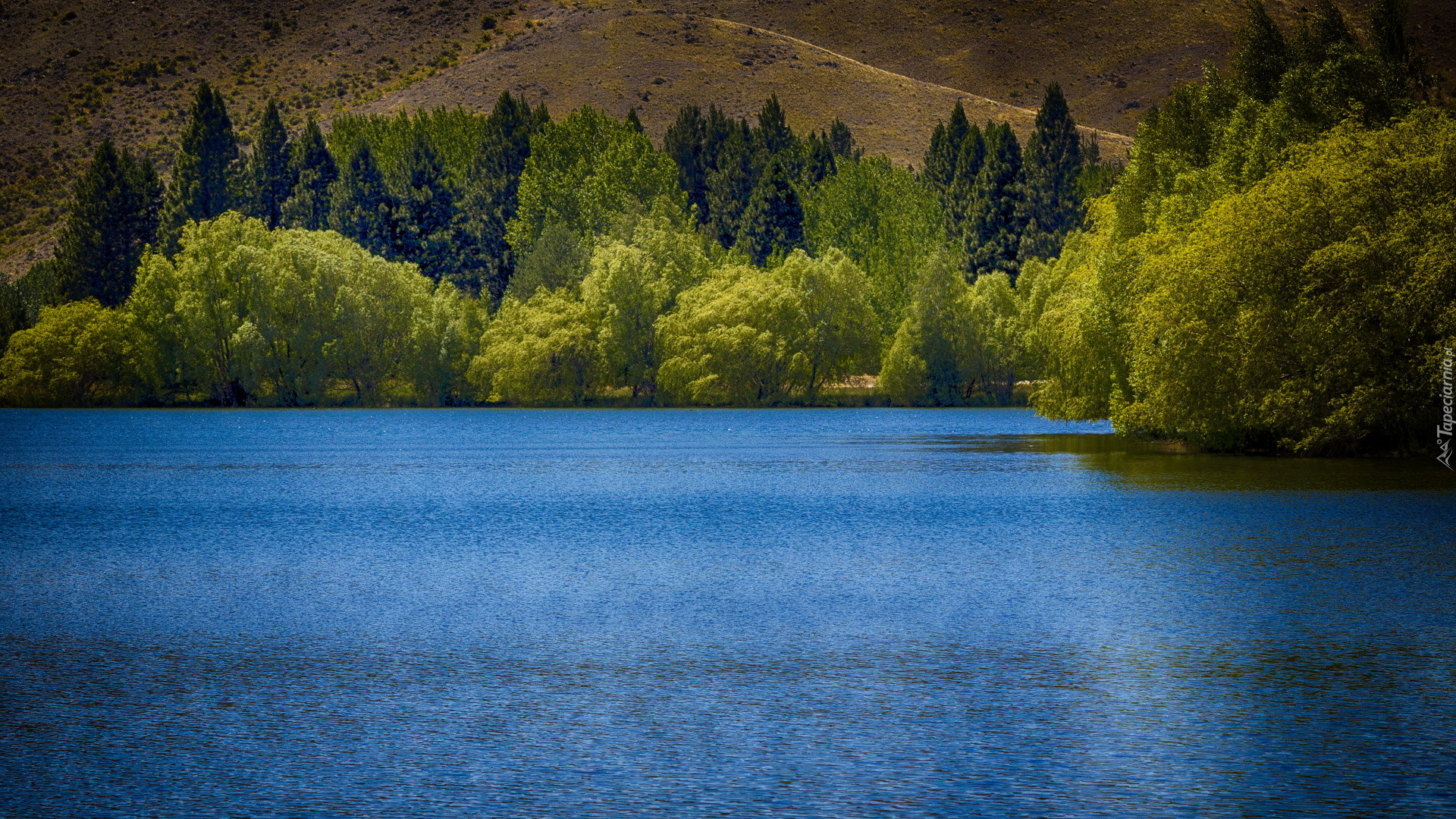 Staw, Kelland Ponds, Zielony, Las, Drzewa, Twizel, Region Canterbury, Nowa Zelandia