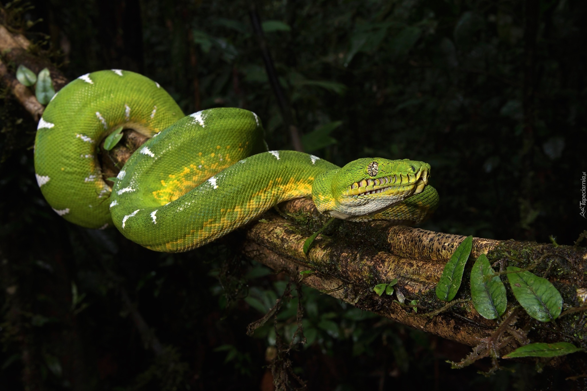 Zielony, Wąż, Boa, Corallus batesii, Drzewo