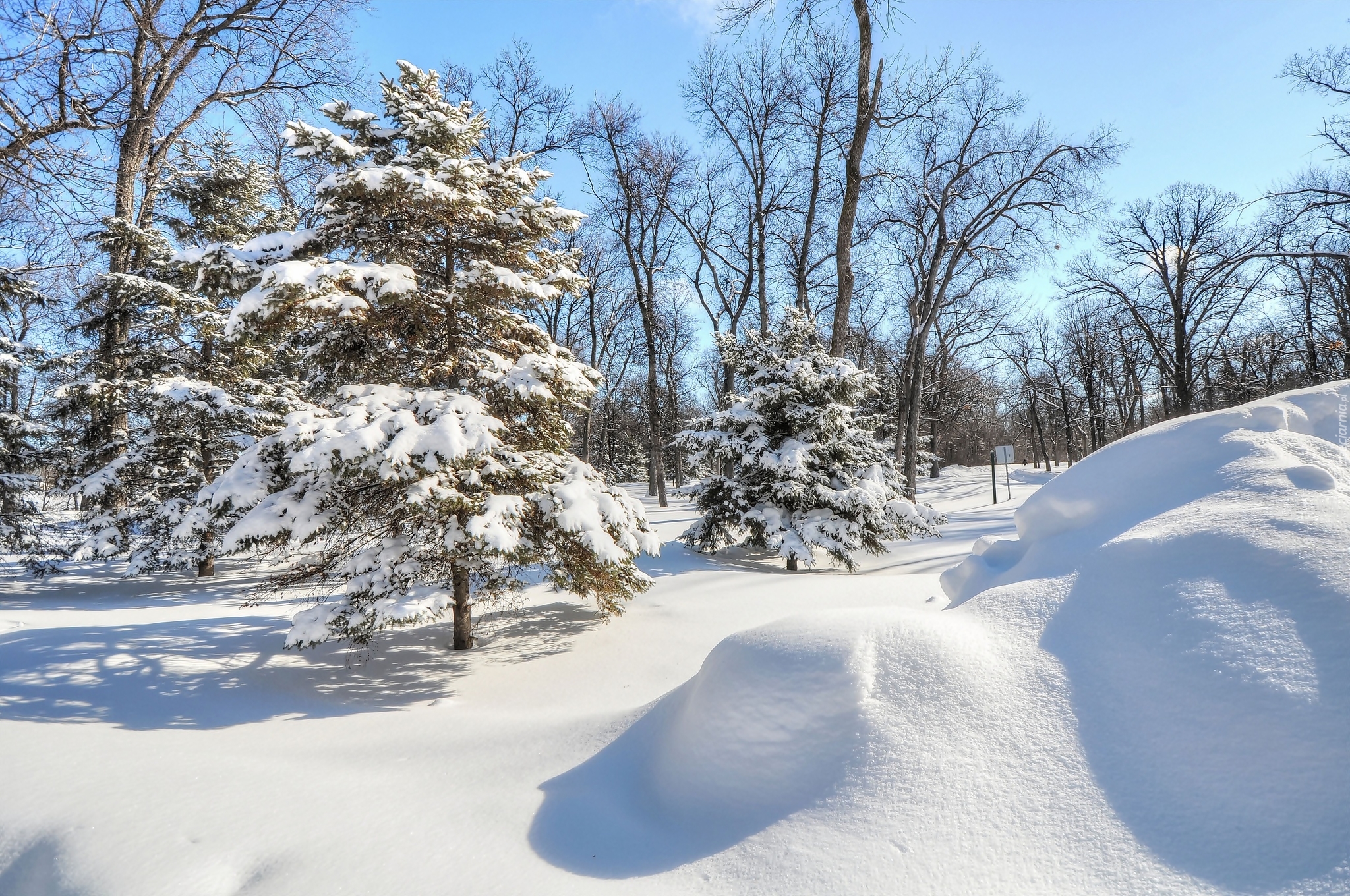 Zima, Śnieg, Park, Drzewa