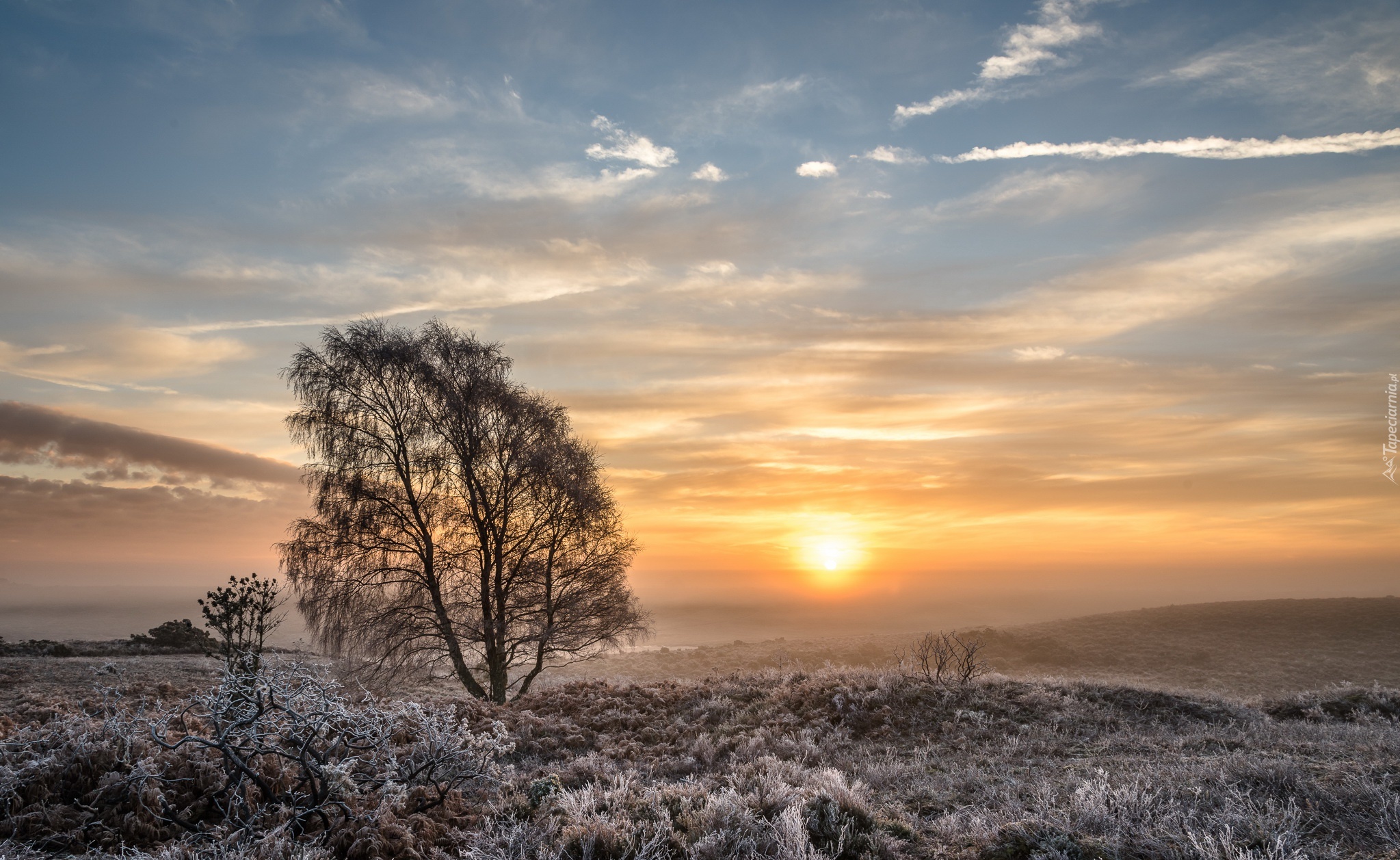 Anglia, Park Narodowy New Forest, Zachód słońca, Drzewa, Łąka