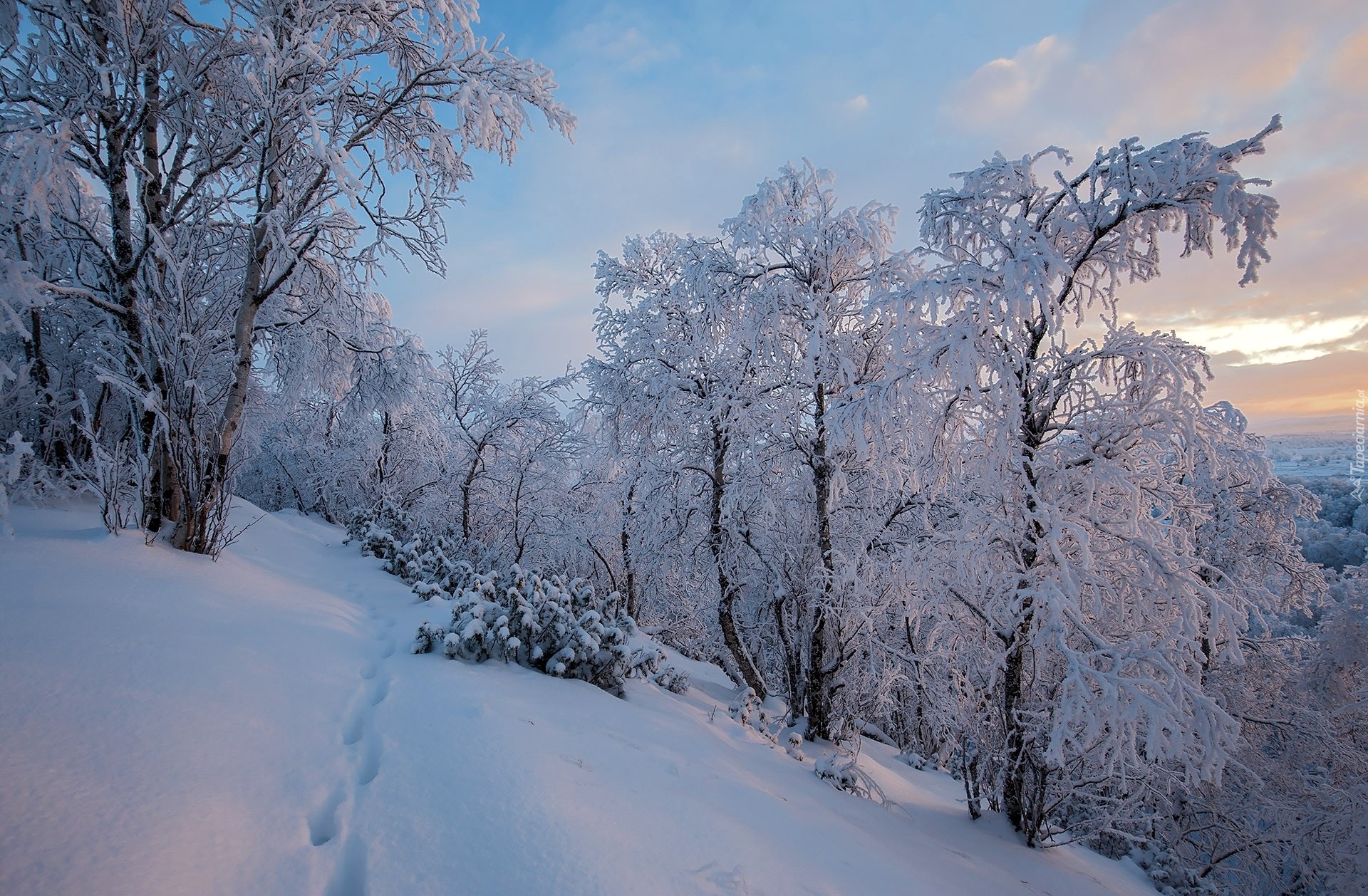 Finlandia, Laponia, Zima, Ośnieżone, Drzewa