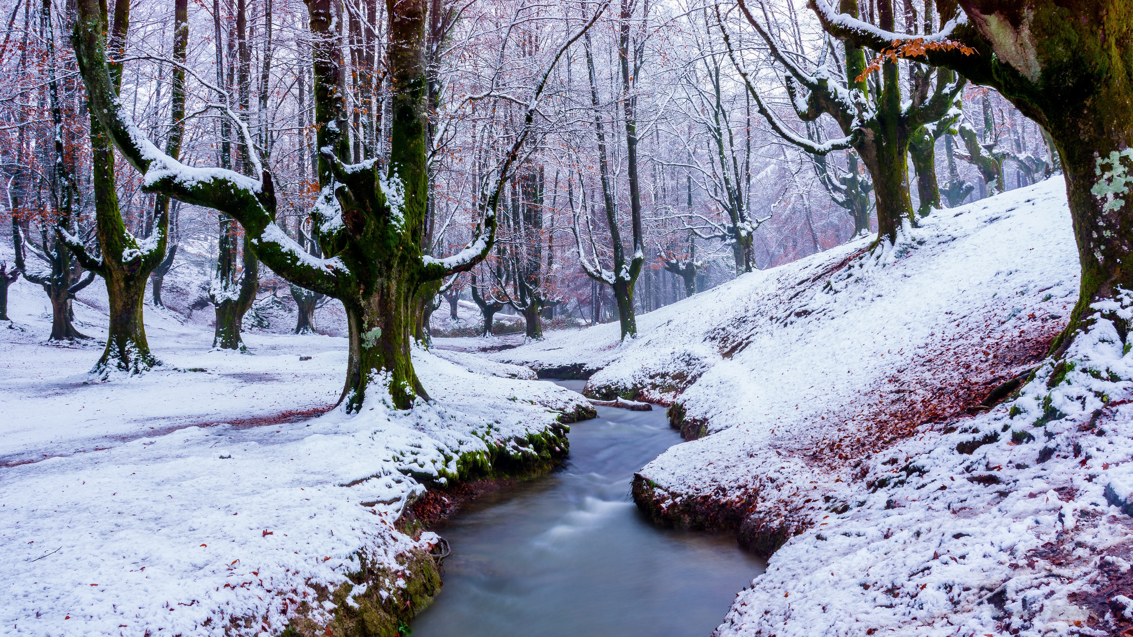 Park Narodowy Gorbea, Zima, Drzewa, Las, Rzeczka, Strumyk, Kraj Basków, Hiszpania