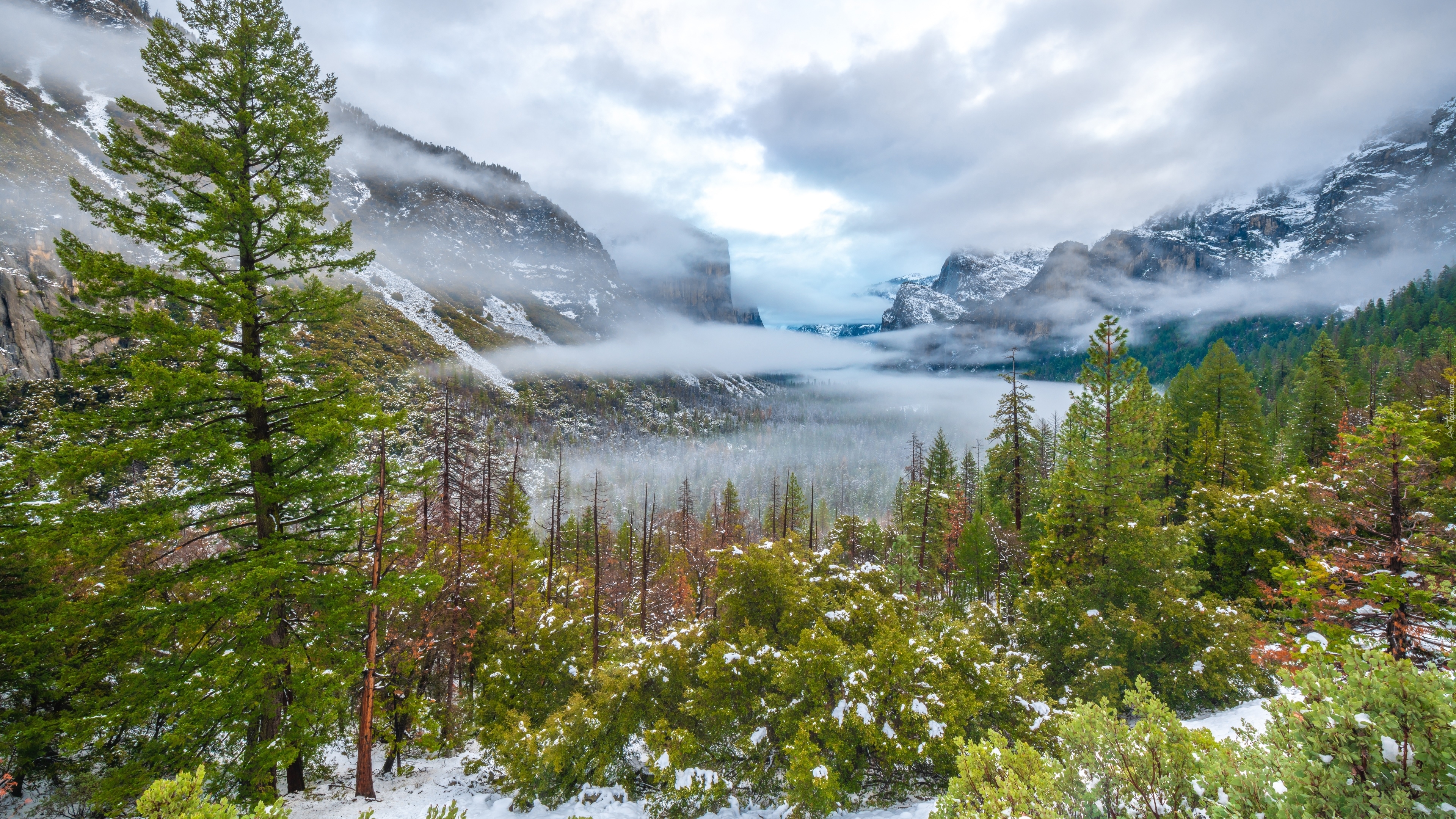 Góry Sierra Nevada, Śnieg, Drzewa, Mgła, Chmury, Park Narodowy Yosemite, Kalifornia, Stany Zjednoczone