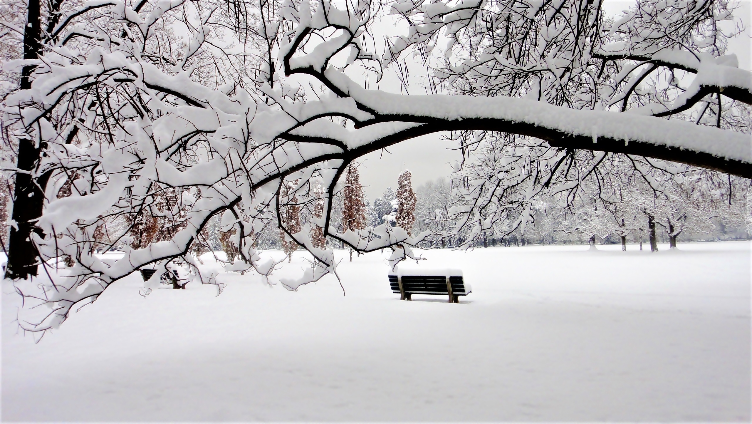 Park, Ławki, Drzewa, Zima