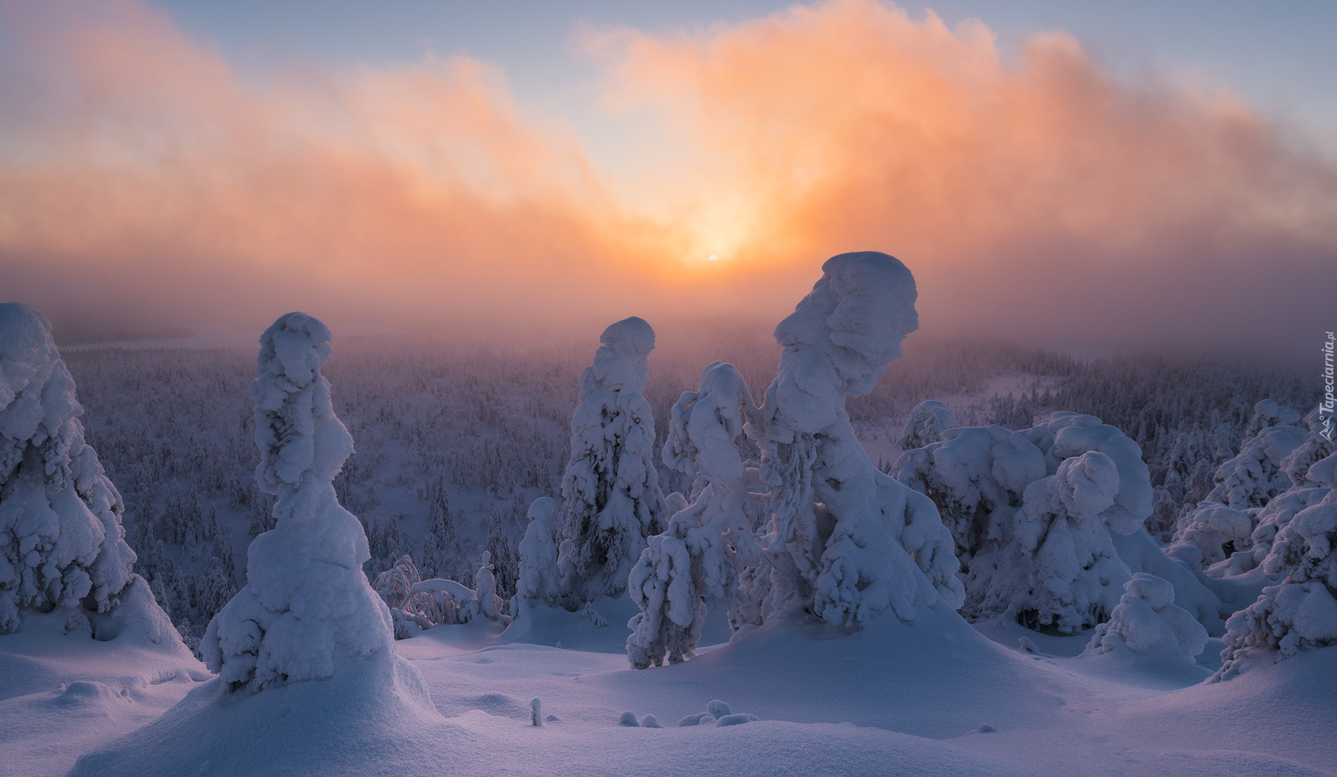 Zima, Zaśnieżone, Drzewa, Mgła, Wschód słońca, Rezerwat przyrody Valtavaara, Laponia, Finlandia