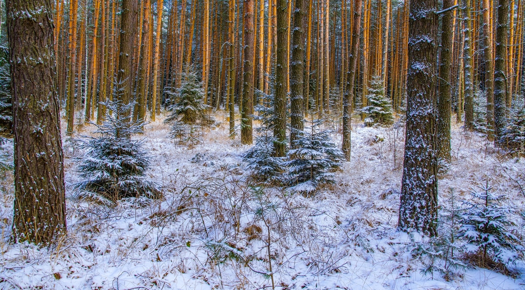 Zima, Sosnowy, Las, Młode, Świerki