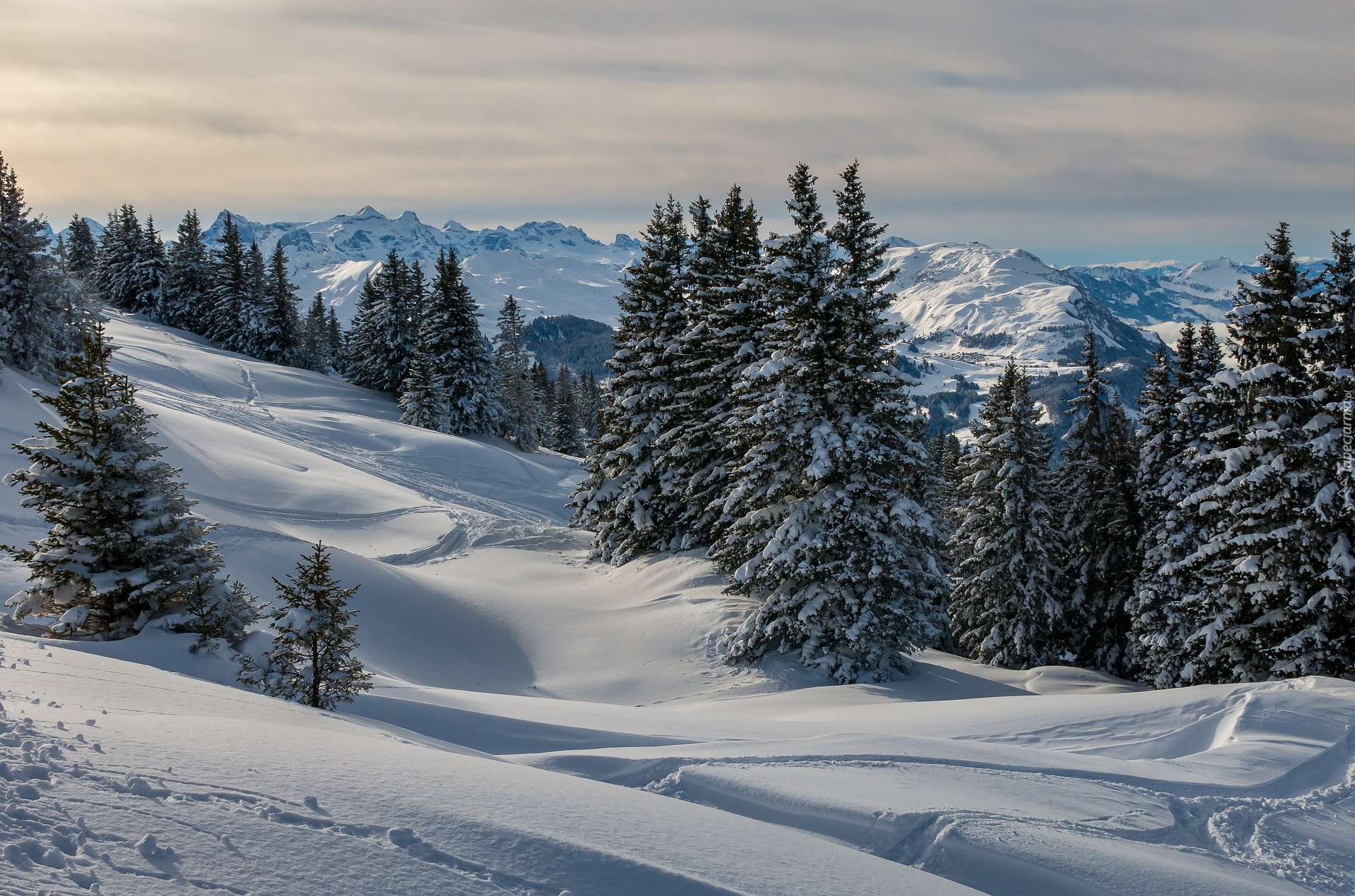 Zima, Góry, Zaśnieżone, Drzewa, Świerki, Hoch-Ybrig, Kanton Schwyz, Szwajcaria