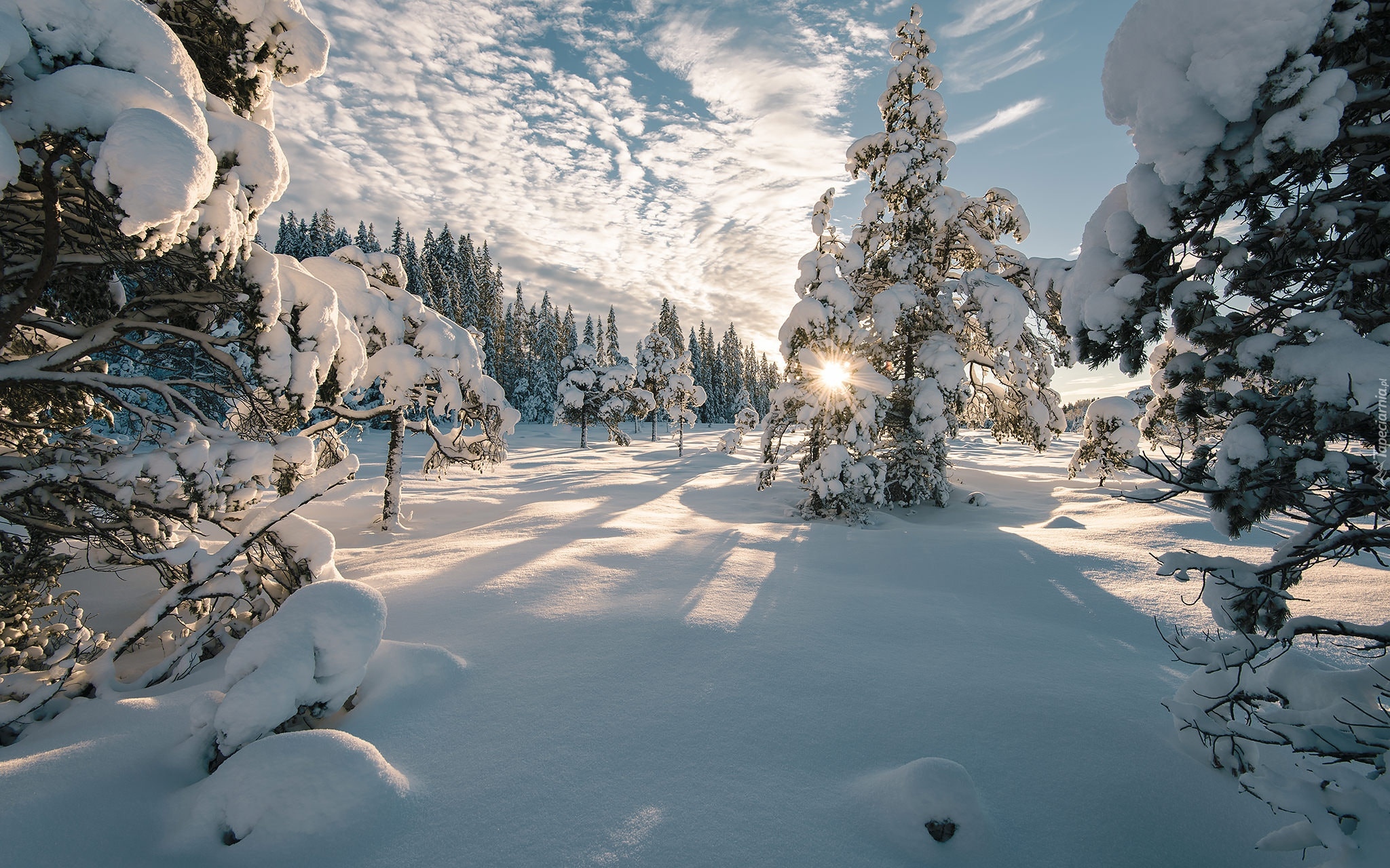 Zima, Ośnieżone, Drzewa, Śnieg, Promienie słońca