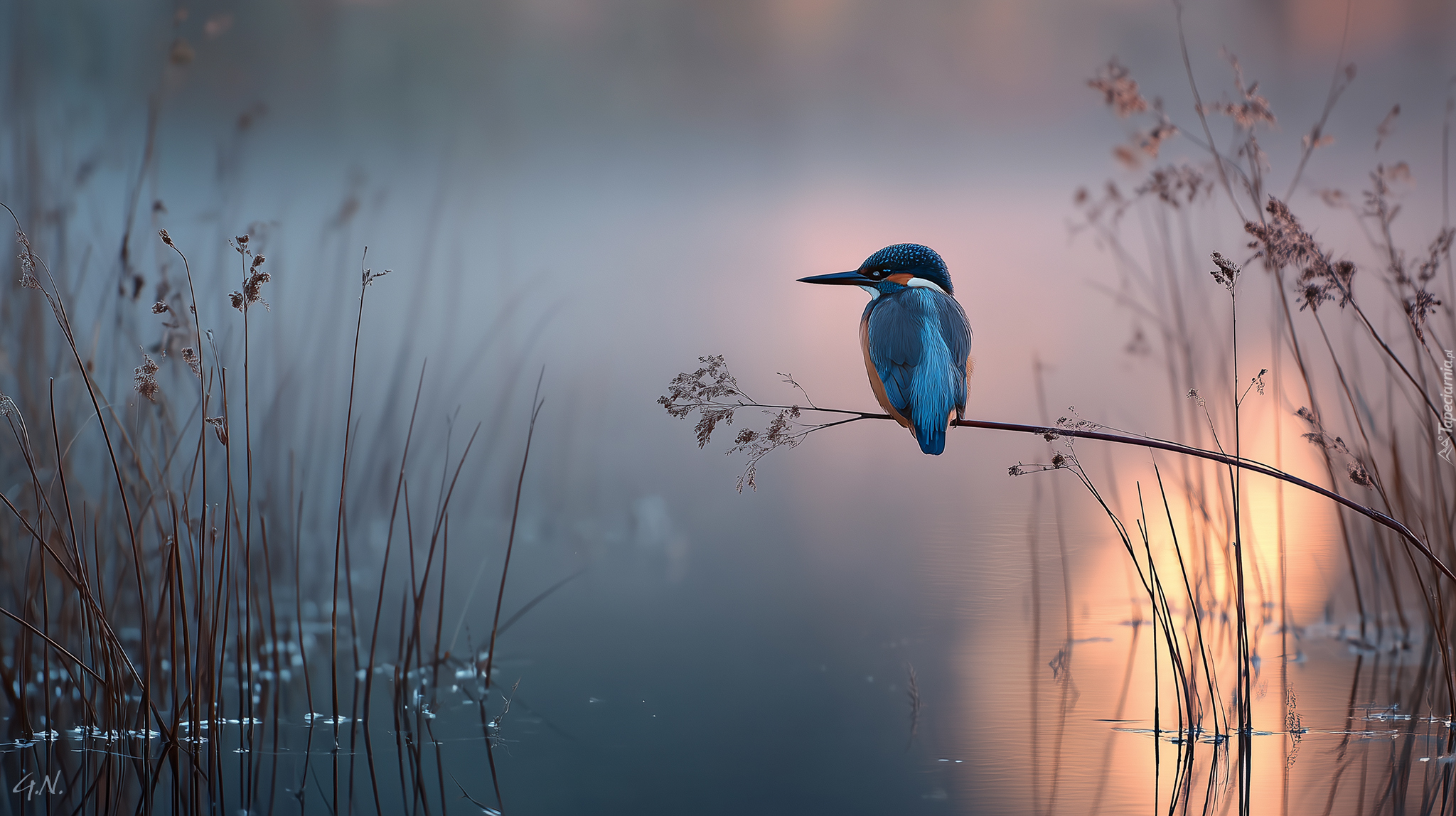 Zimorodek, Trawy, Jezioro, Grafika AI