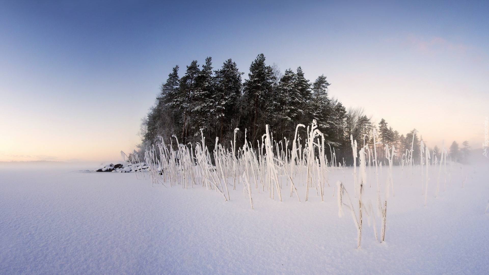 Zima, Pole, Zagajnik, Drzewa, Trawy