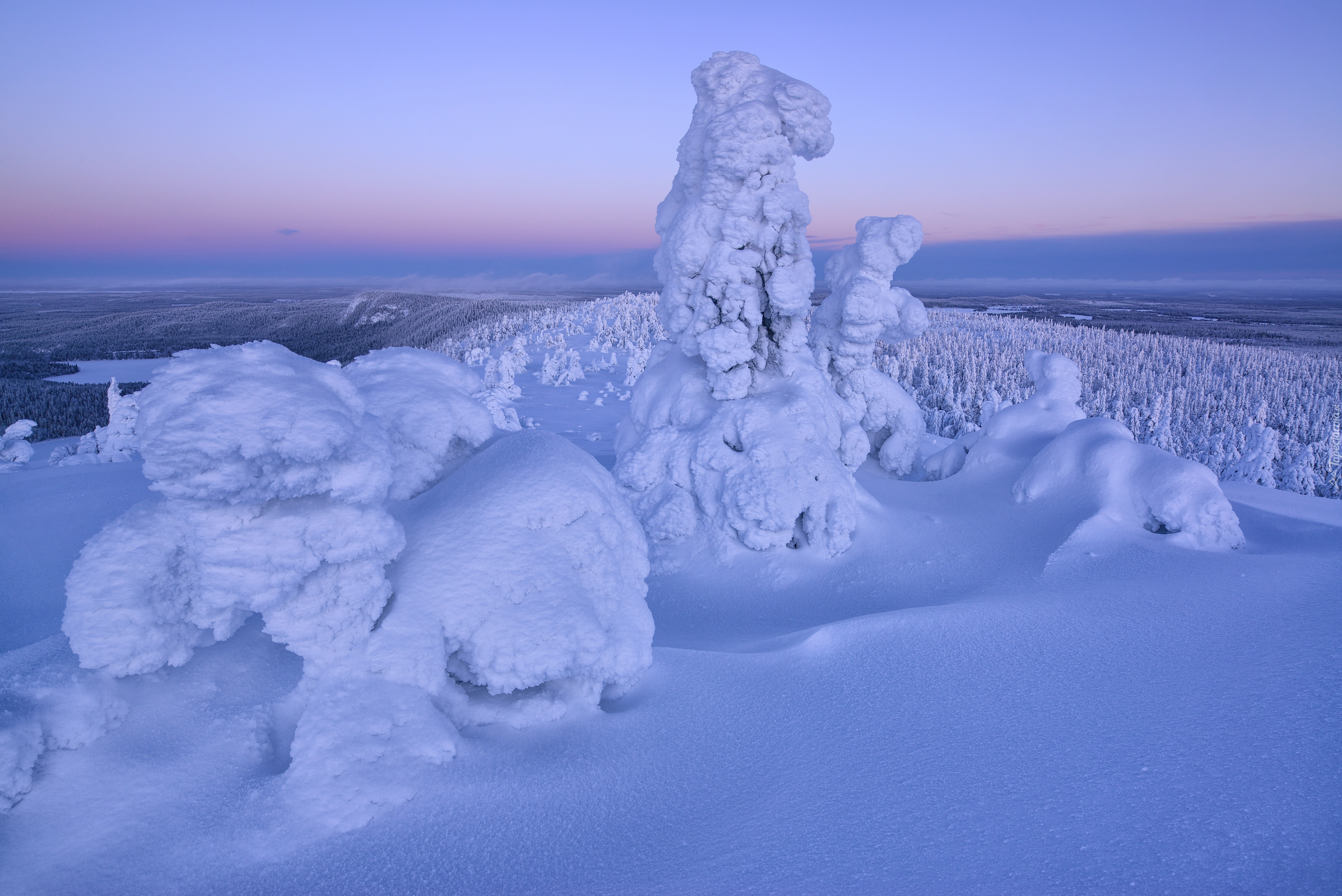 Zima, Zaśnieżone, Drzewa, Rezerwat Valtavaara, Laponia, Finlandia