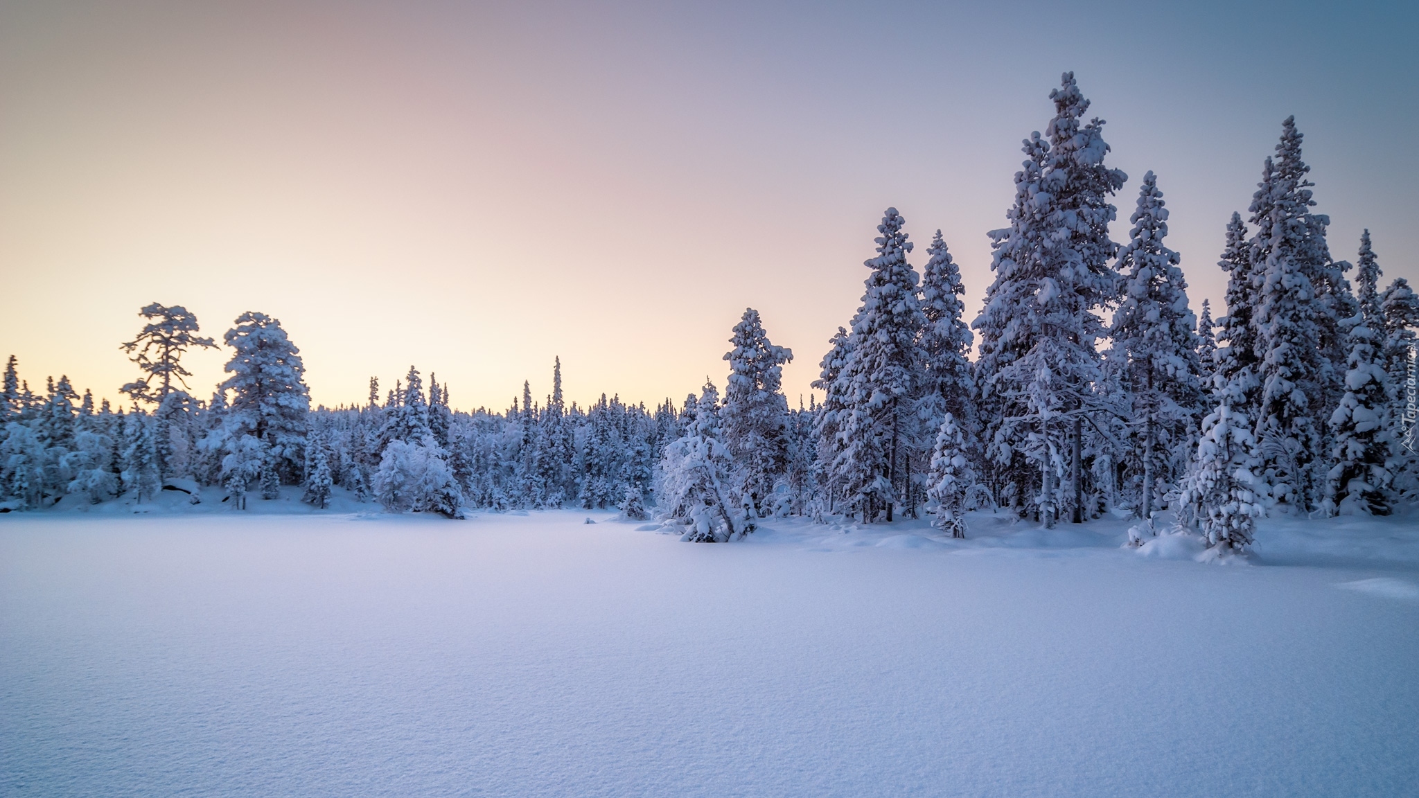 Rosja, Karelia, Park Narodowy Paanajarwi, Zima, Śnieg, Drzewa
