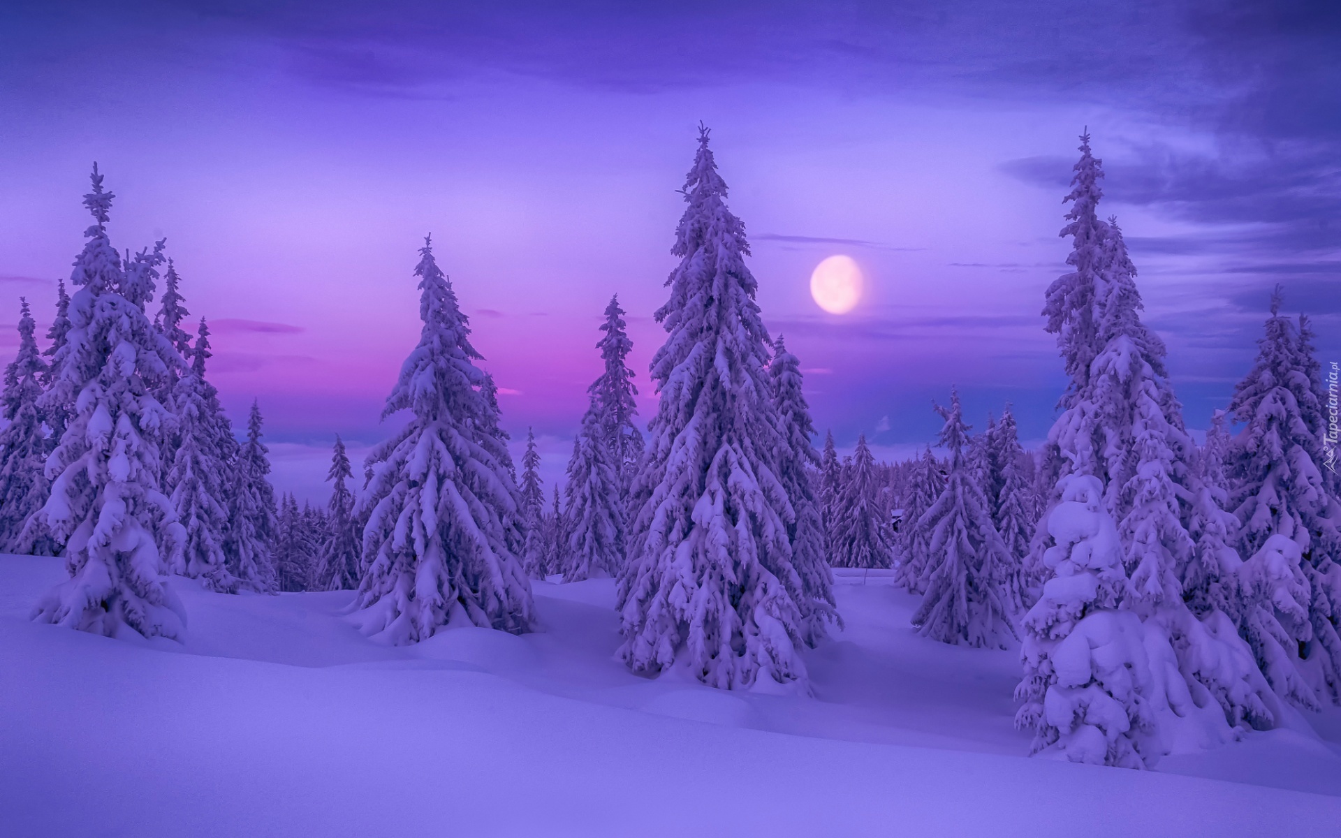 Zima, Noc, Las, Drzewa, Księżyc