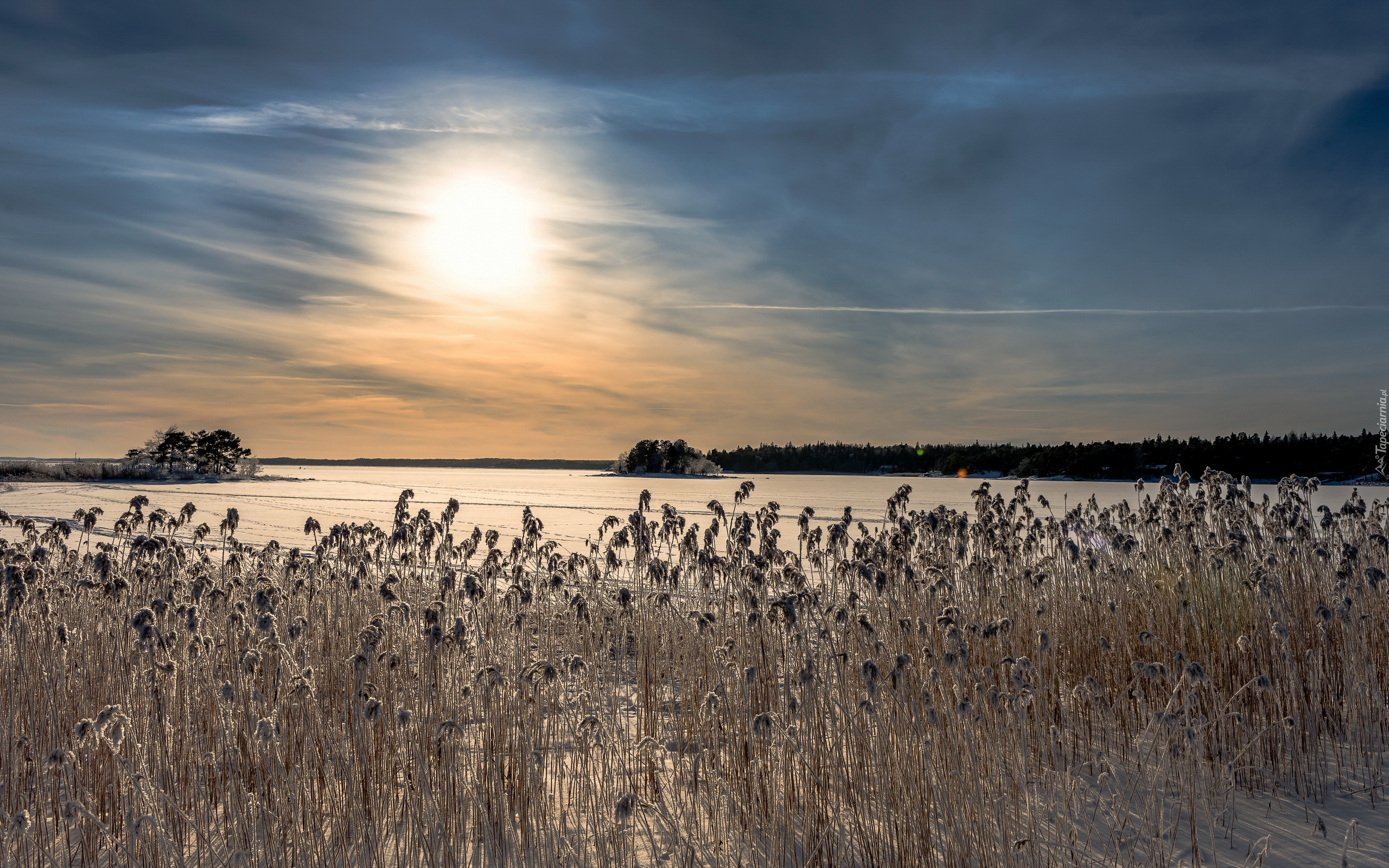 Zima, Wschód słońca, Pola, Śnieg, Uschnięte, Rośliny