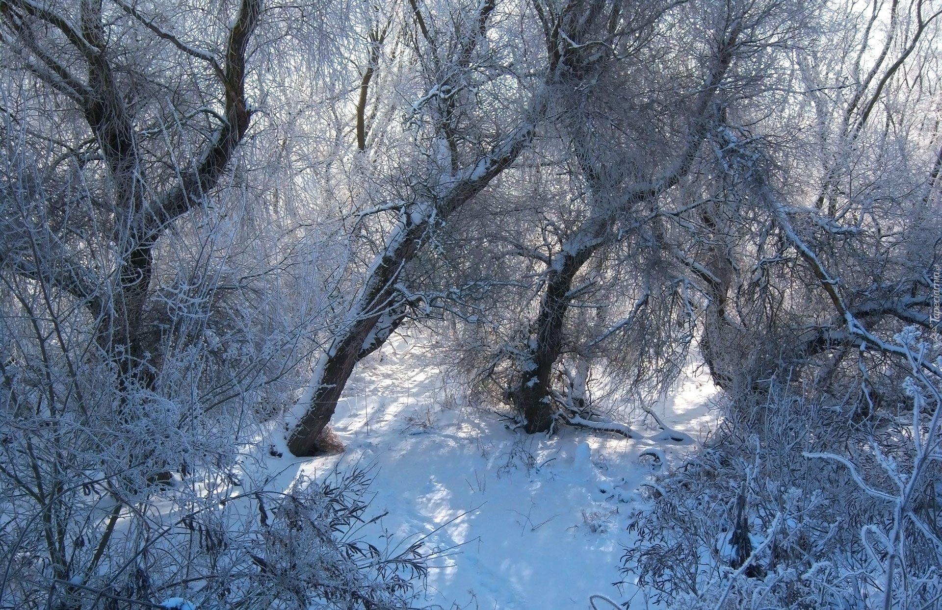 Zima, Las, Śnieg, Drzewa, Gałęzie