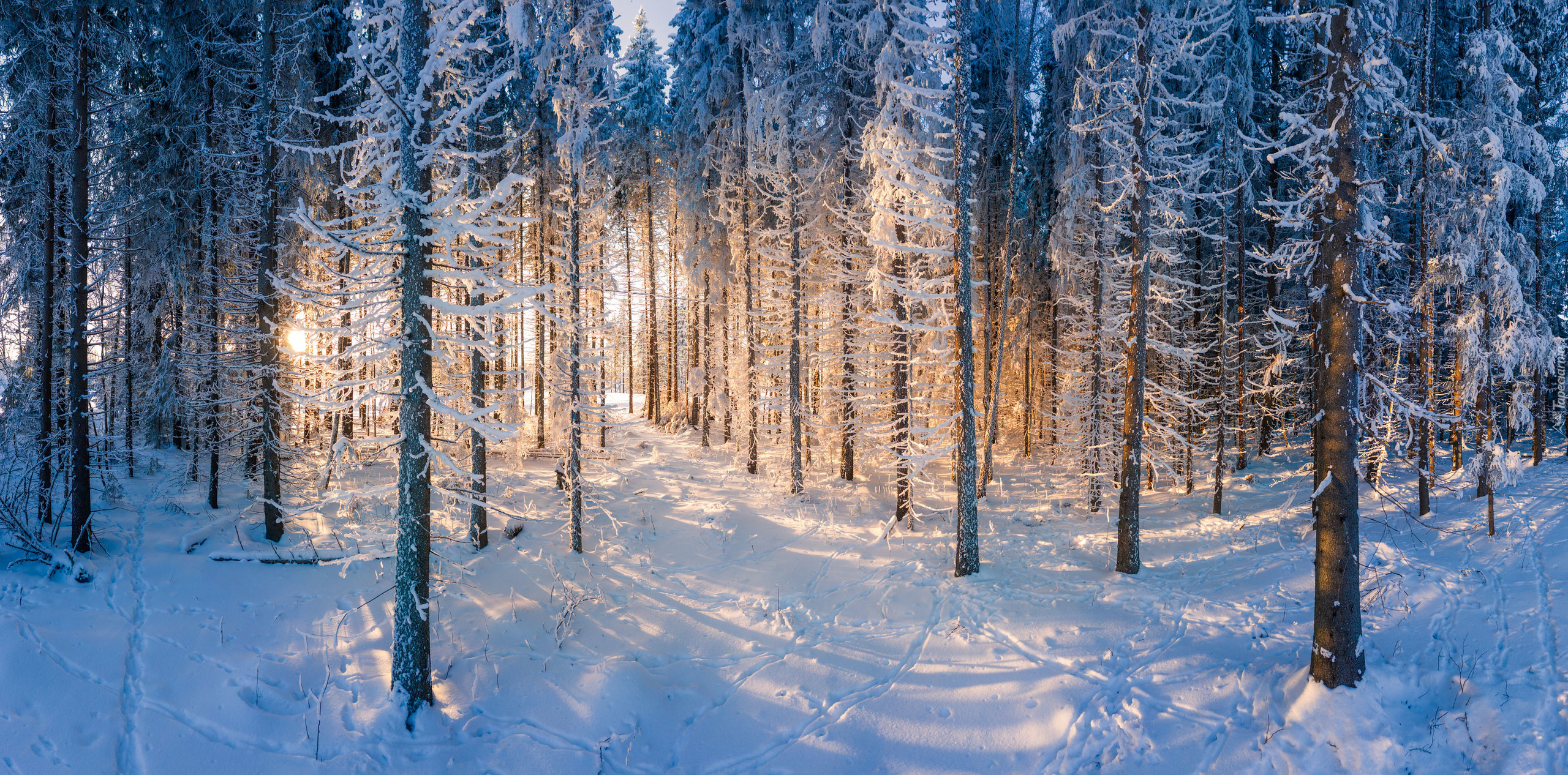 Las, Zima, Śnieg, Drzewa