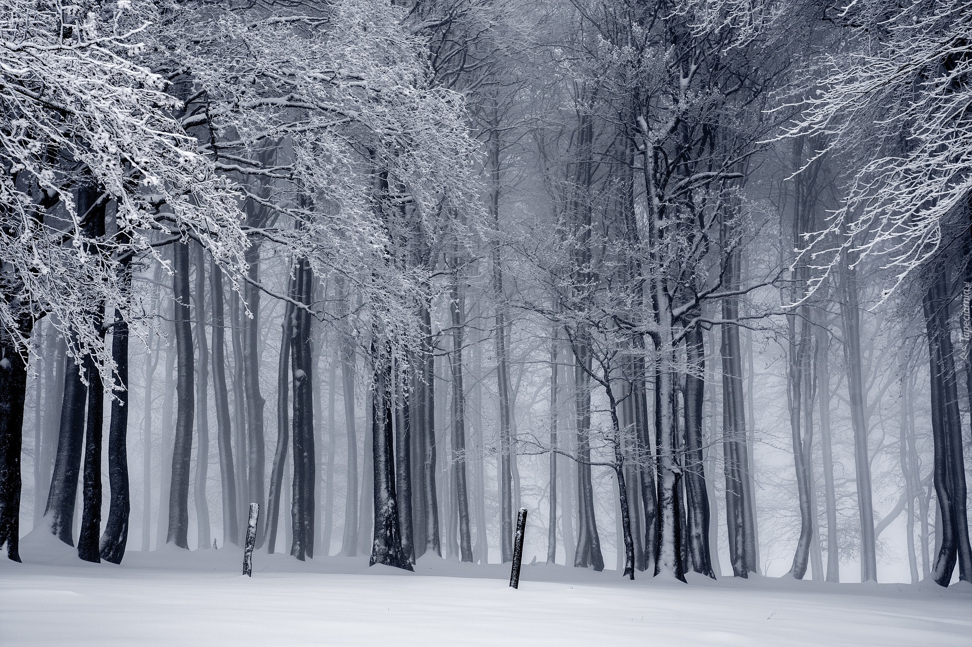 Zima, Las, Drzewa, Czarno-białe