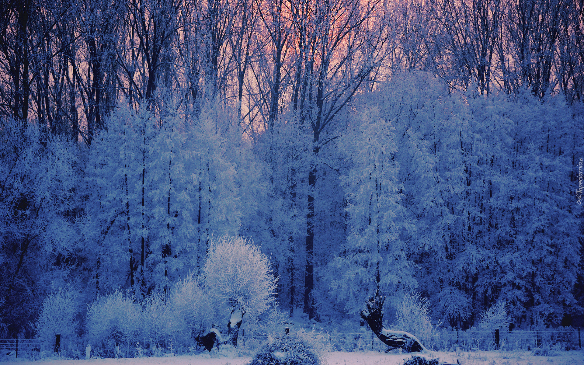Фф и в морозном лесу я навеки. Зимний лес. Деревья в снегу. Деревья в зимнем лесу. Морозный лес.