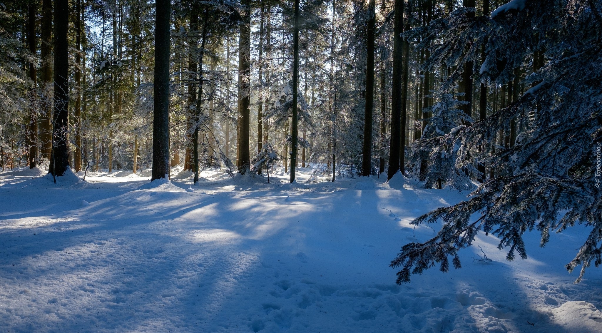 Zima, Las, Drzewa, Śnieg