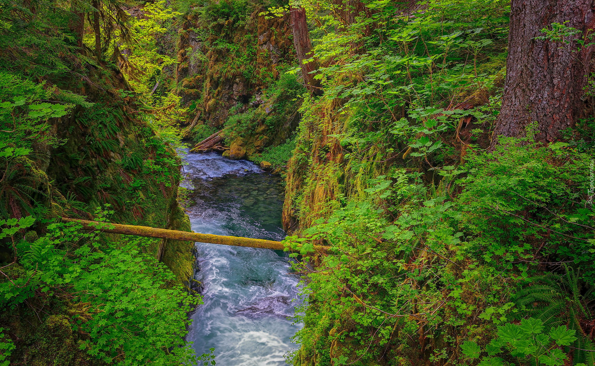 Las, Drzewa, Rośliny, Rzeka, Sol Duc River, Park Narodowy Olympic, Stan Waszyngton, Stany Zjednoczone