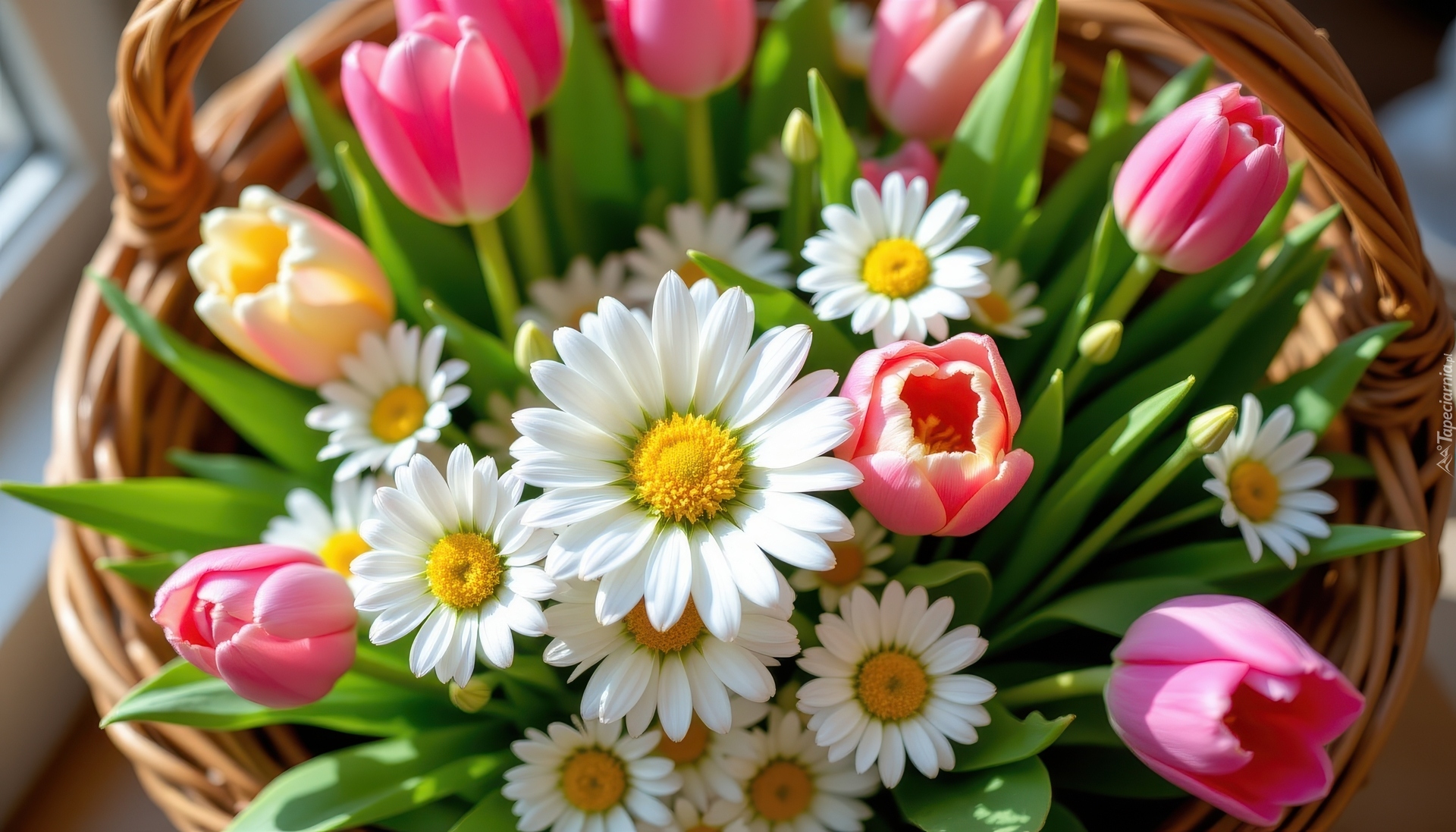 Kwiaty, Tulipany, Złocienie, Wiklinowy, Koszyk