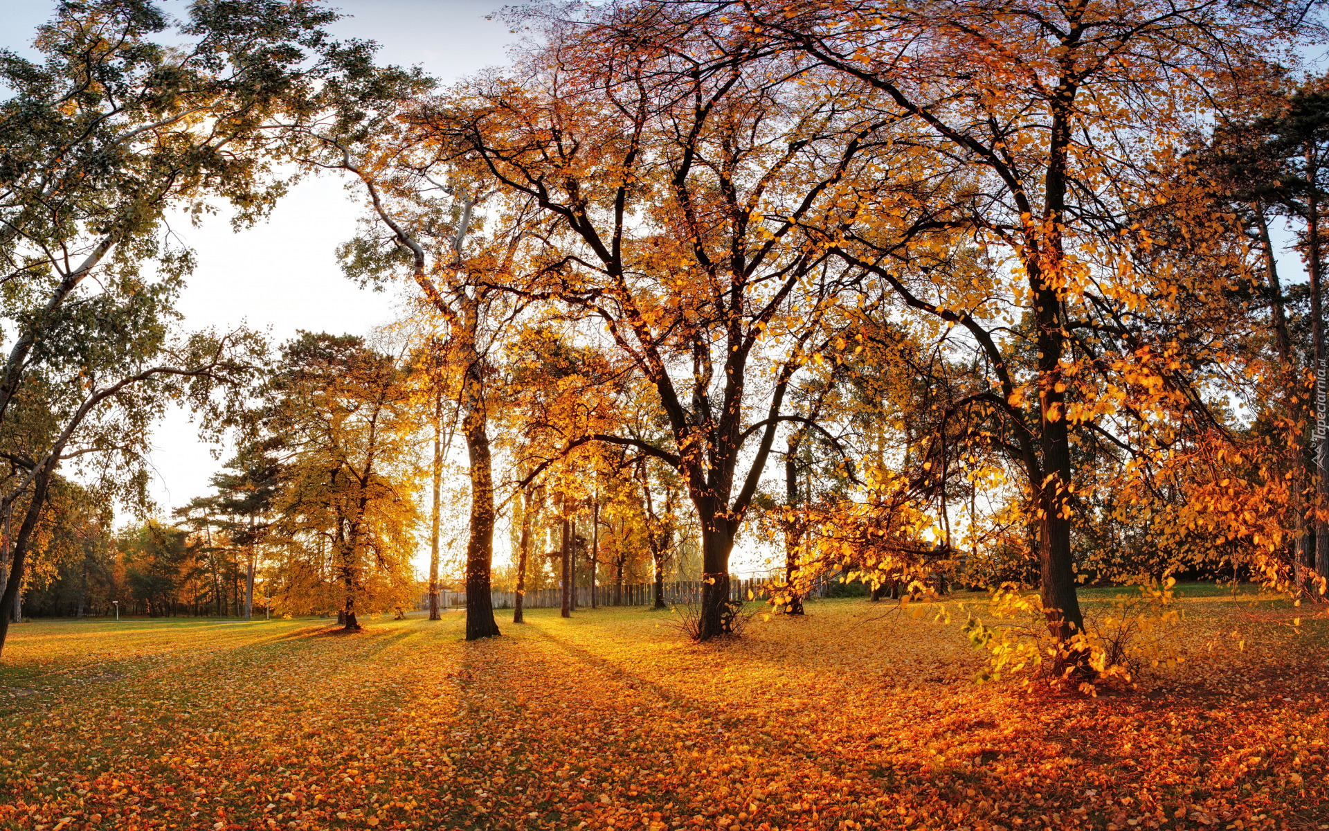 Jesień, Liście, Drzewa, Park, Niebo