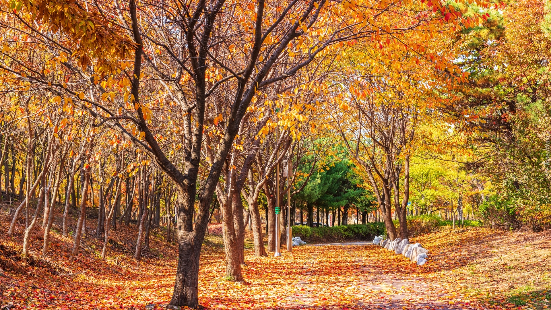 Jesień, Park, Drzewa, Pożółkłe, Liście