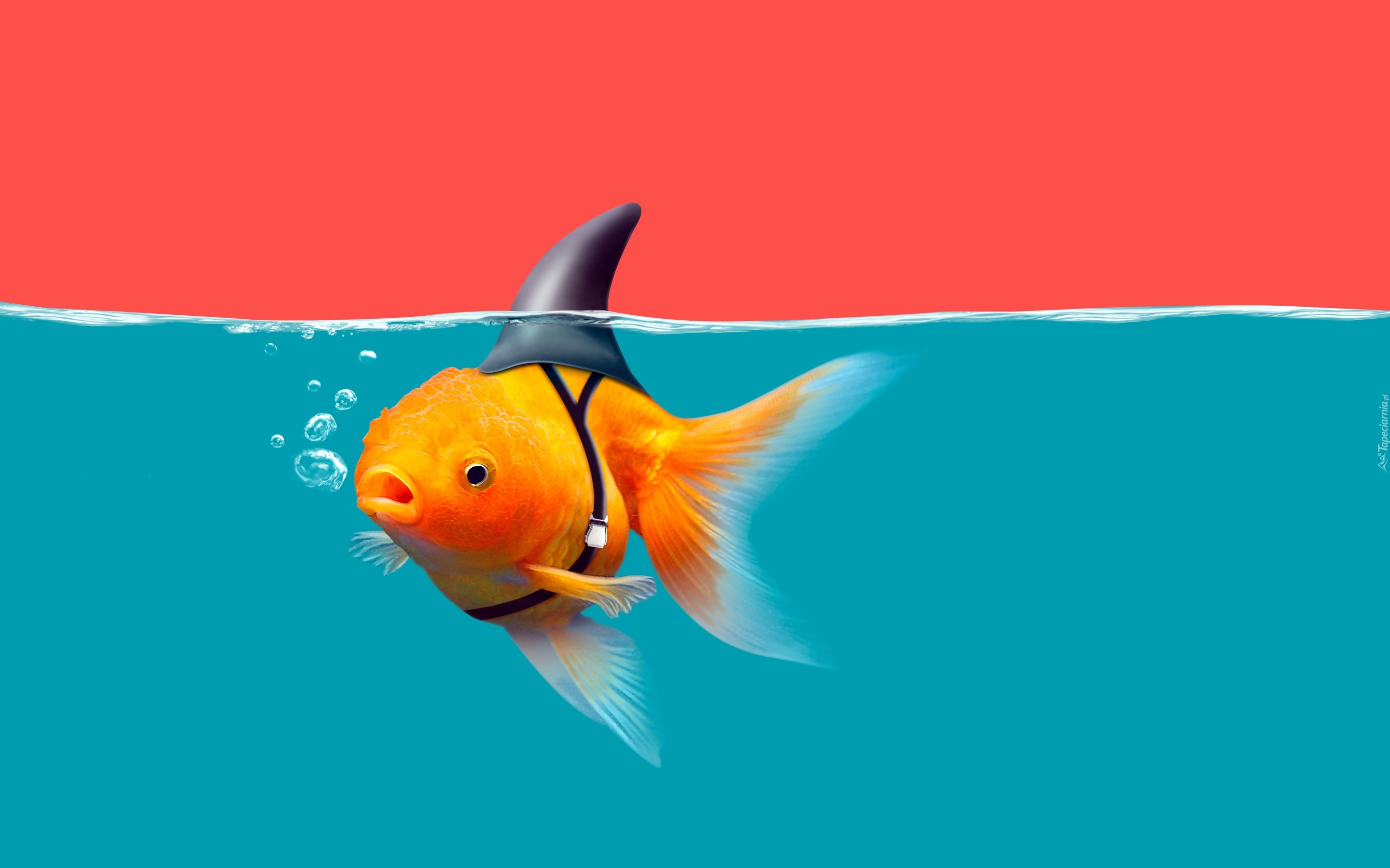 Złota rybka, Rekin, Grafika 2D