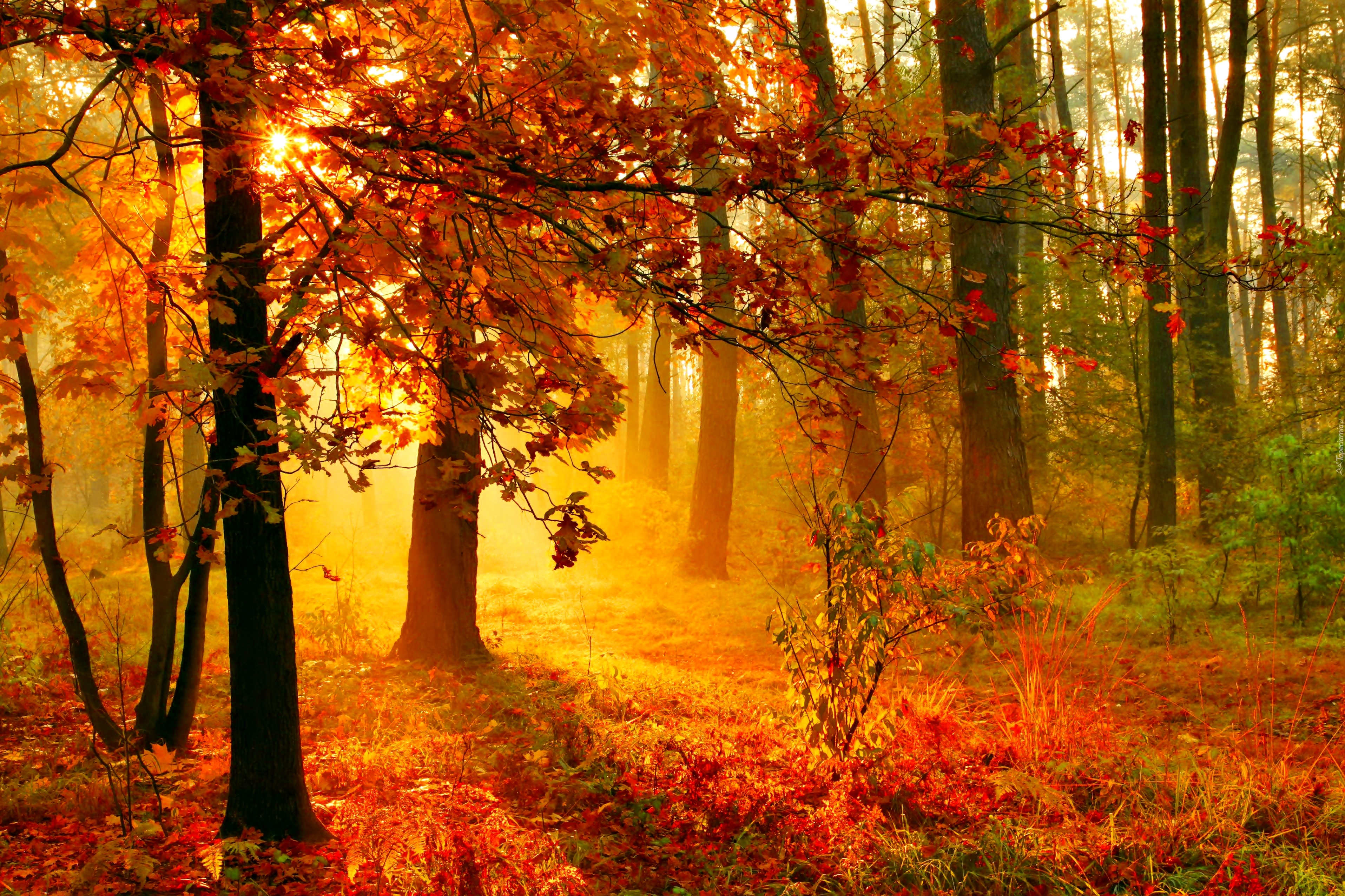 Las, Drzewa, Ścieżka, Poranne, Promienie, Słońca, Mgła, Jesień