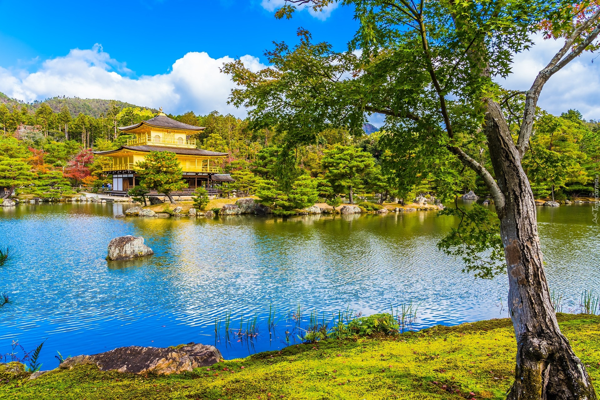 Świątynia Kinkakuji, Złoty Pawilon, Drzewo, Staw Kyko chi, Kioto, Japonia