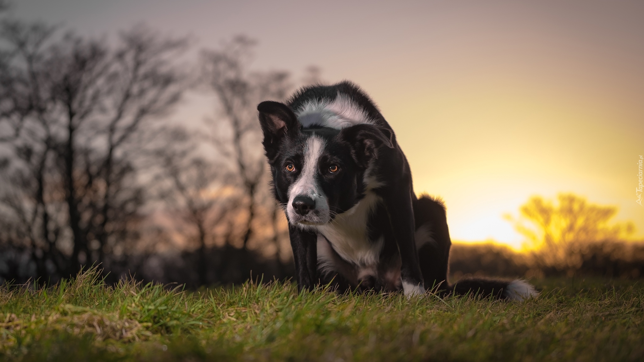 Pies, Border collie, Łąka, Trawa