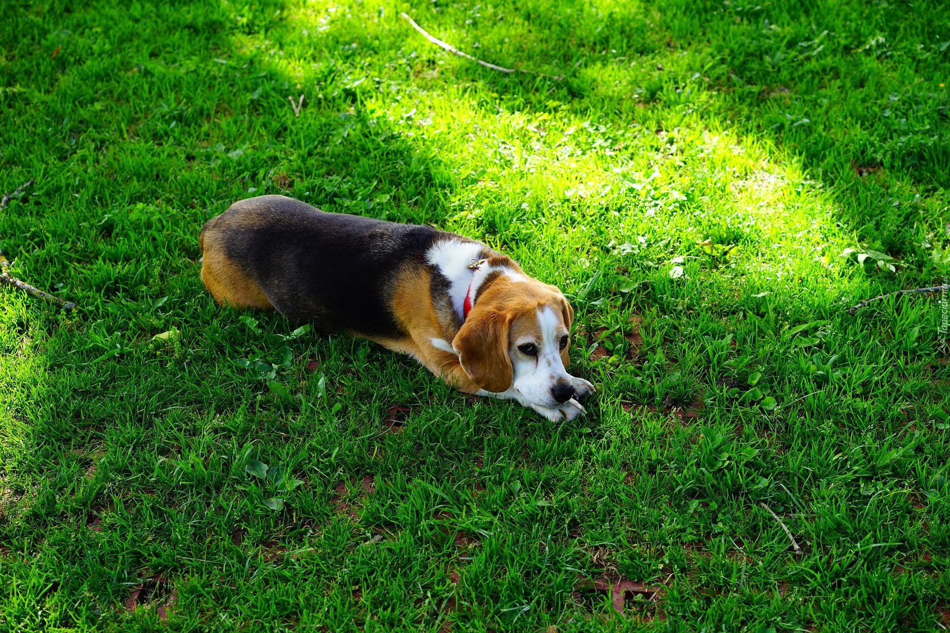 Leżący, Beagle, Trawa