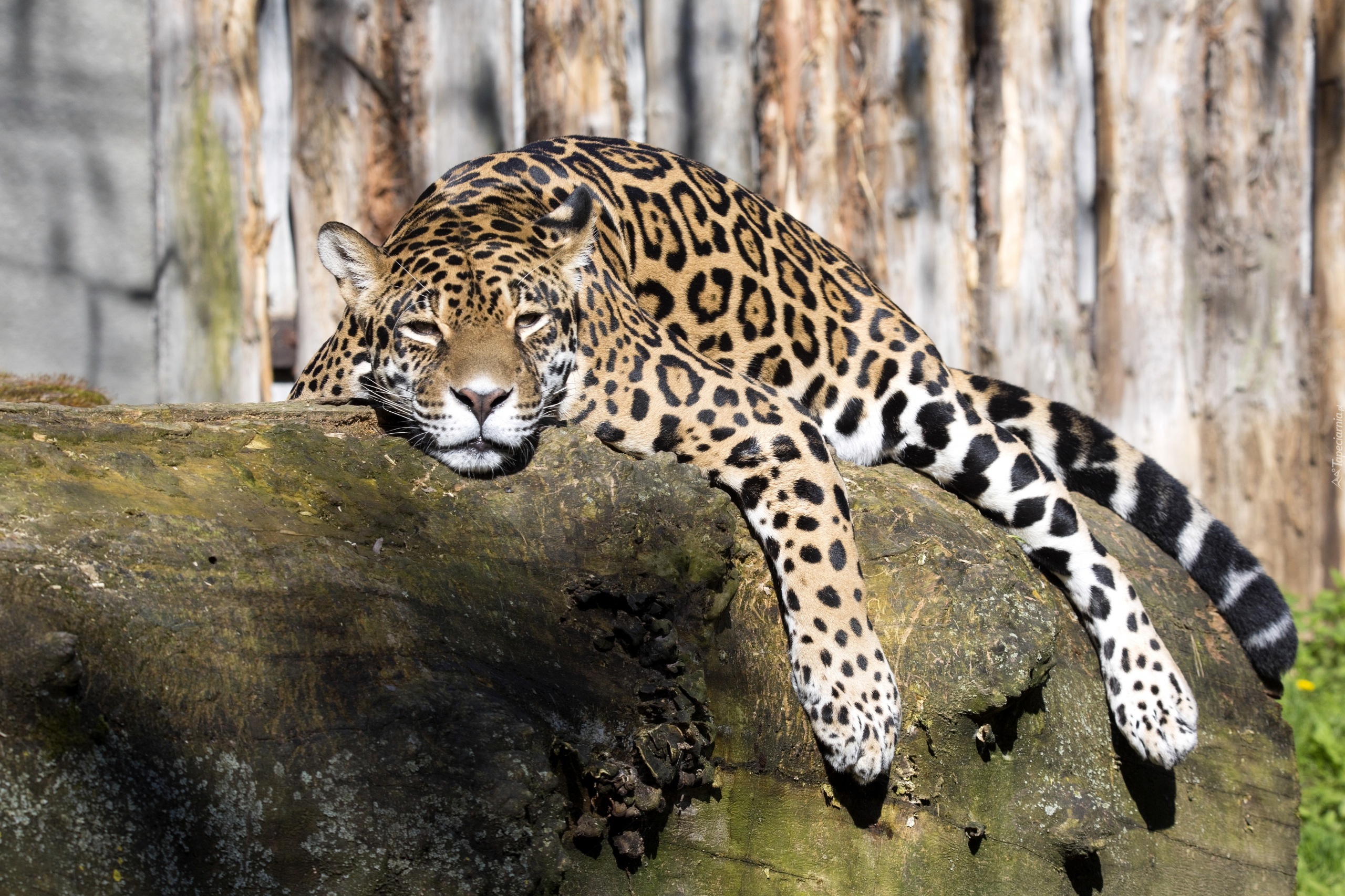 Zmęczony, Jaguar, Skała