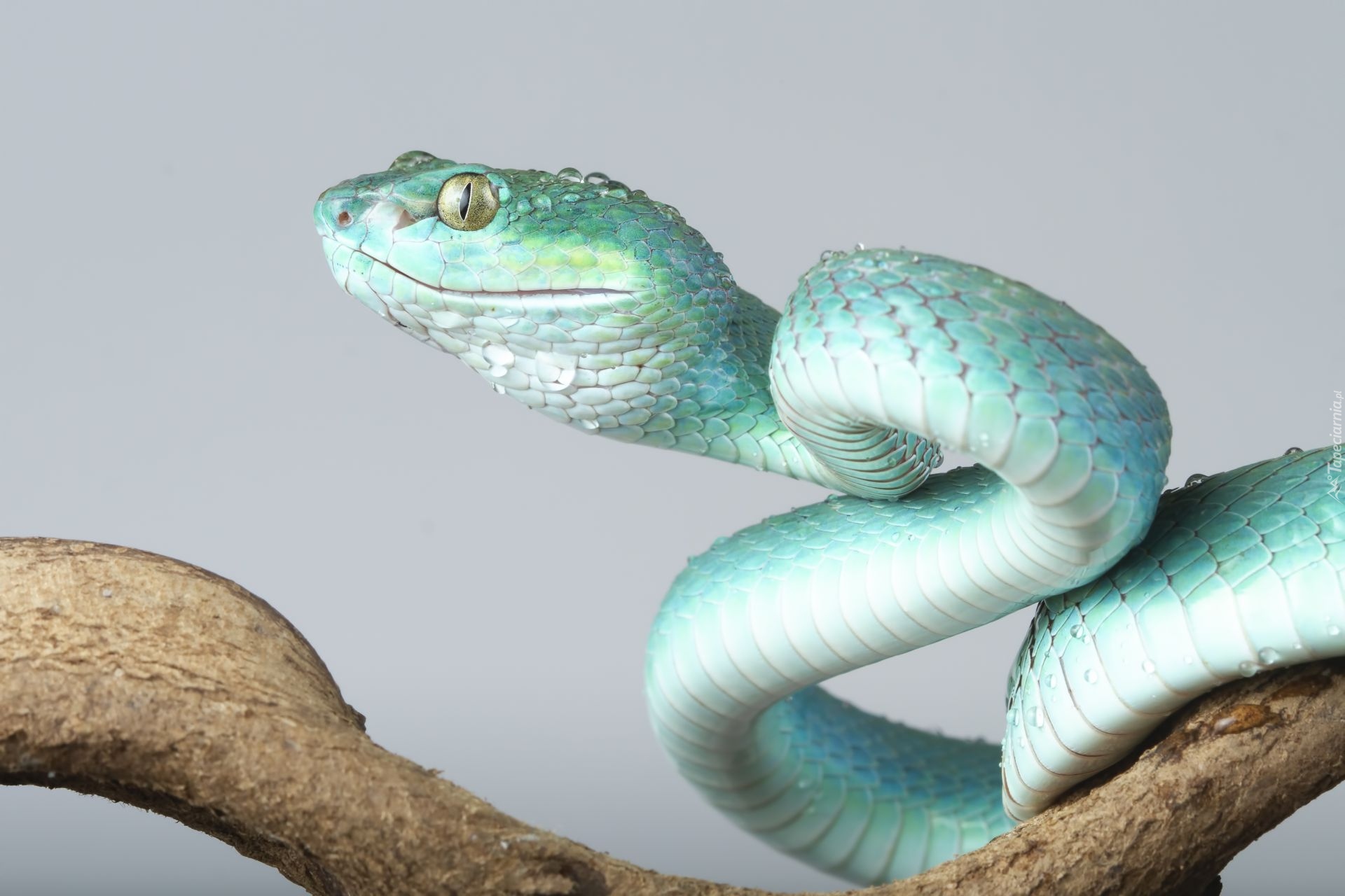 Niebieska, Żmija, Trimeresurus insularis, Gałąź, Szare, Tło