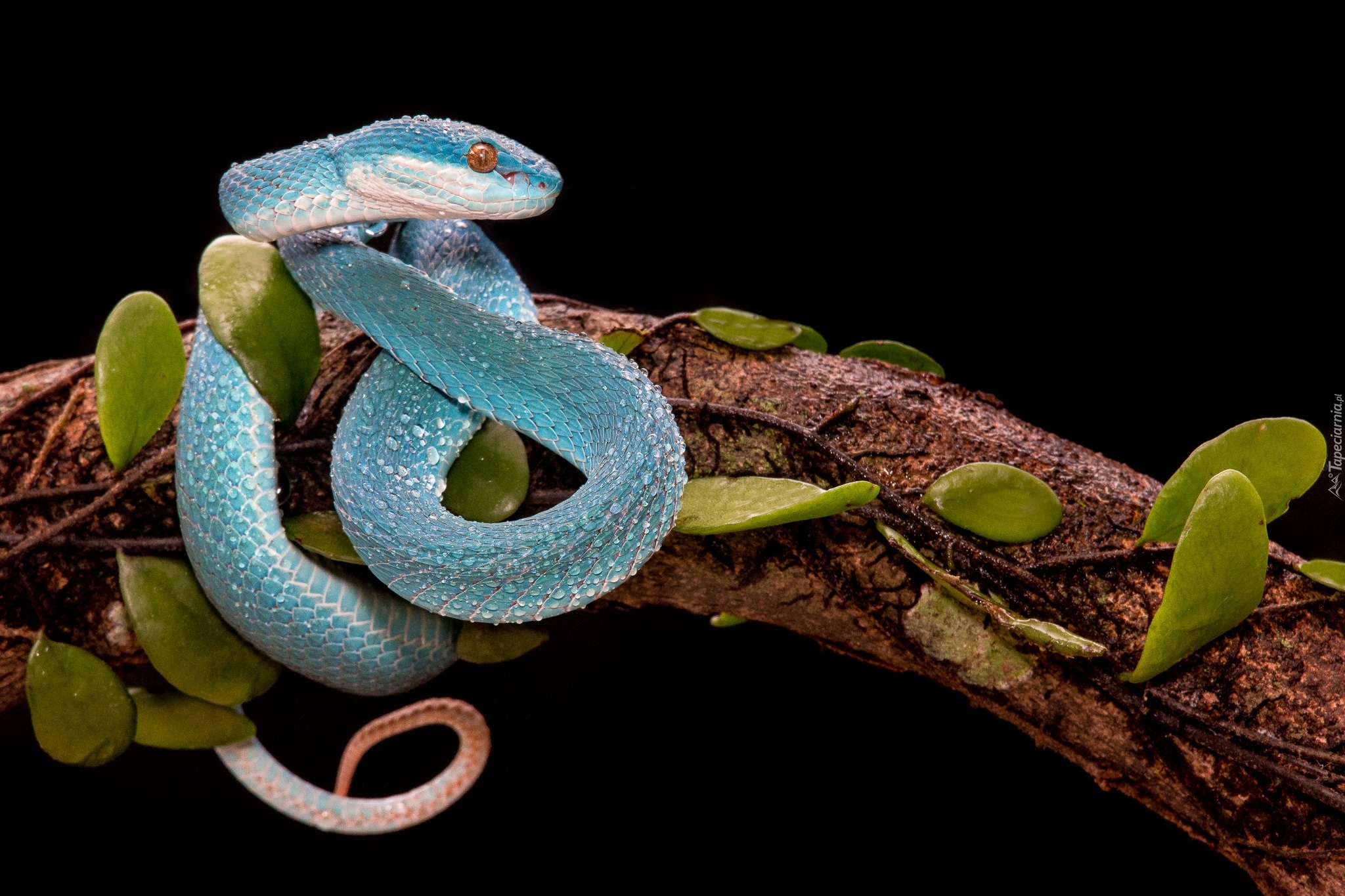 Niebieska, Żmija, Trimeresurus albolabris insularis, Konar, Liście