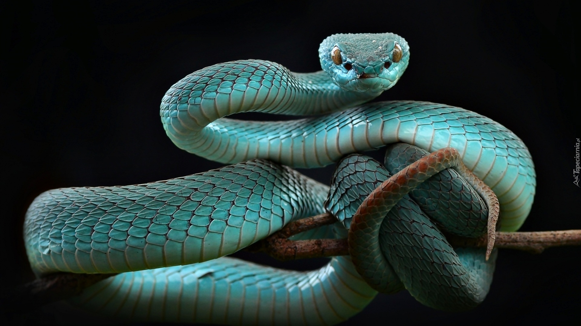 Niebieska, Żmija, Trimeresurus insularis