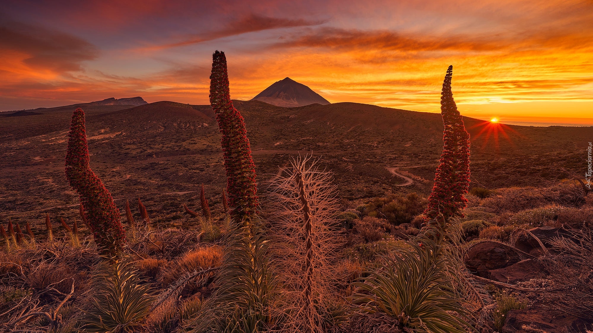 Park Narodowy Teide, Góry, Góra Teide, Kwiaty, Żmijowce rubinowe, Wschód słońca, Teneryfa, Hiszpania