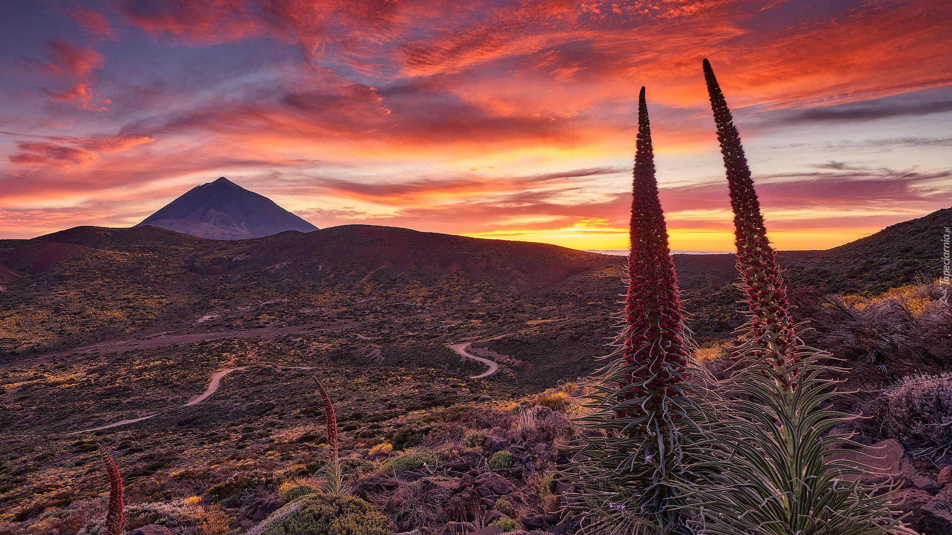 Park Narodowy Teide, Góry, Góra Teide, Dolina, Kwiaty, Żmijowce rubinowe, Zachód słońca, Teneryfa, Hiszpania