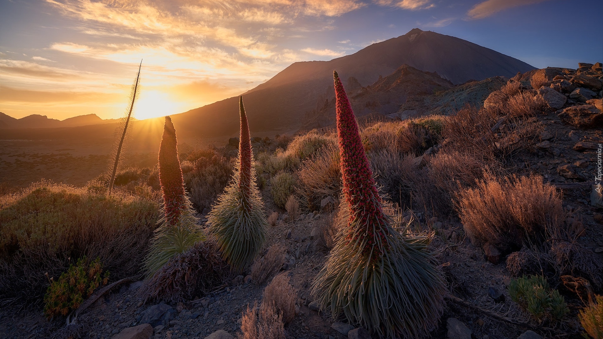 Park Narodowy Teide, Góry, Góra Teide, Kwiaty, Żmijowce rubinowe, Promienie słońca, Teneryfa, Hiszpania