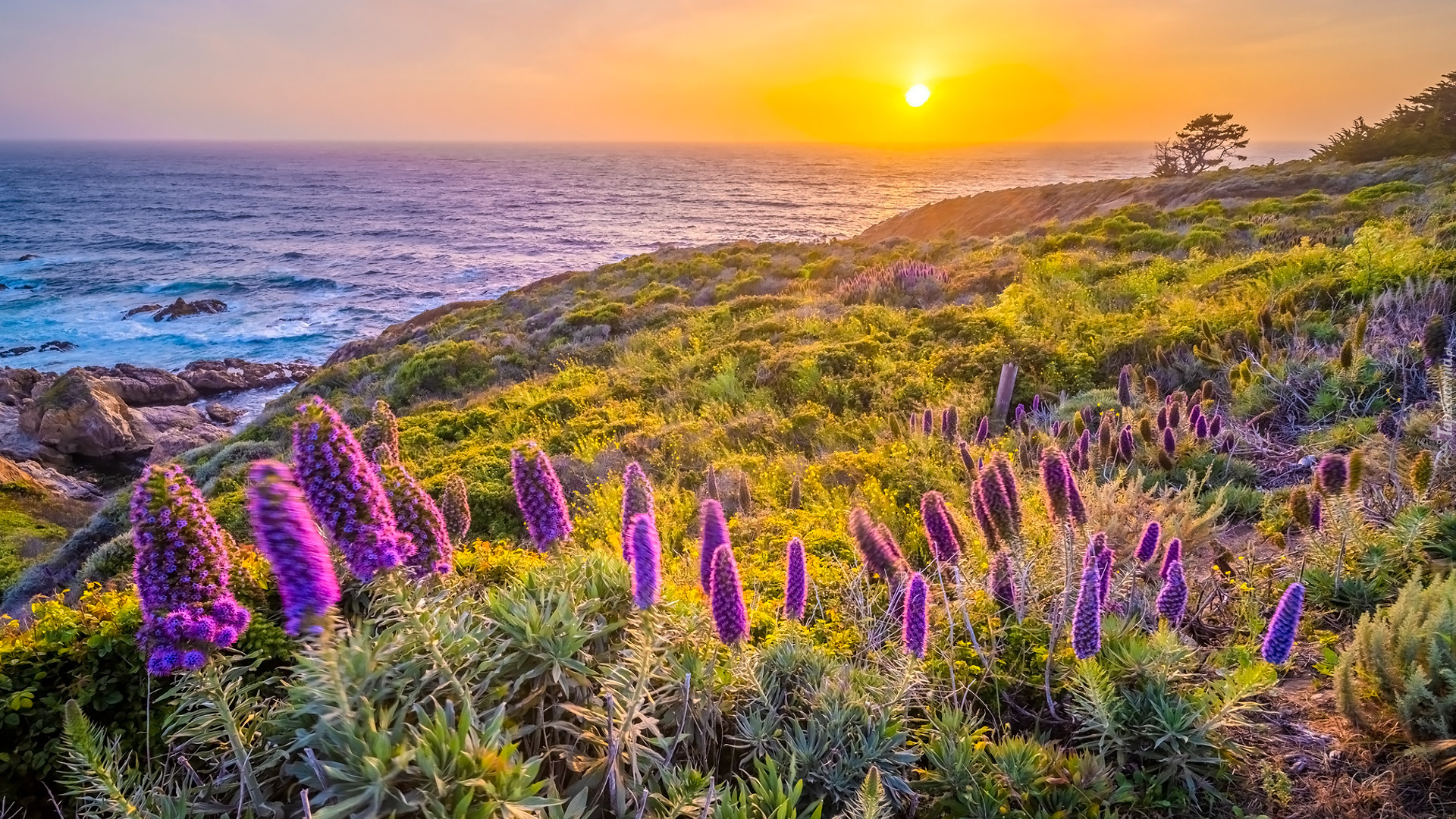 Kwiaty, Żmijowiec, Morze, Wybrzeże, Big Sur, Kalifornia, Stany Zjednoczone