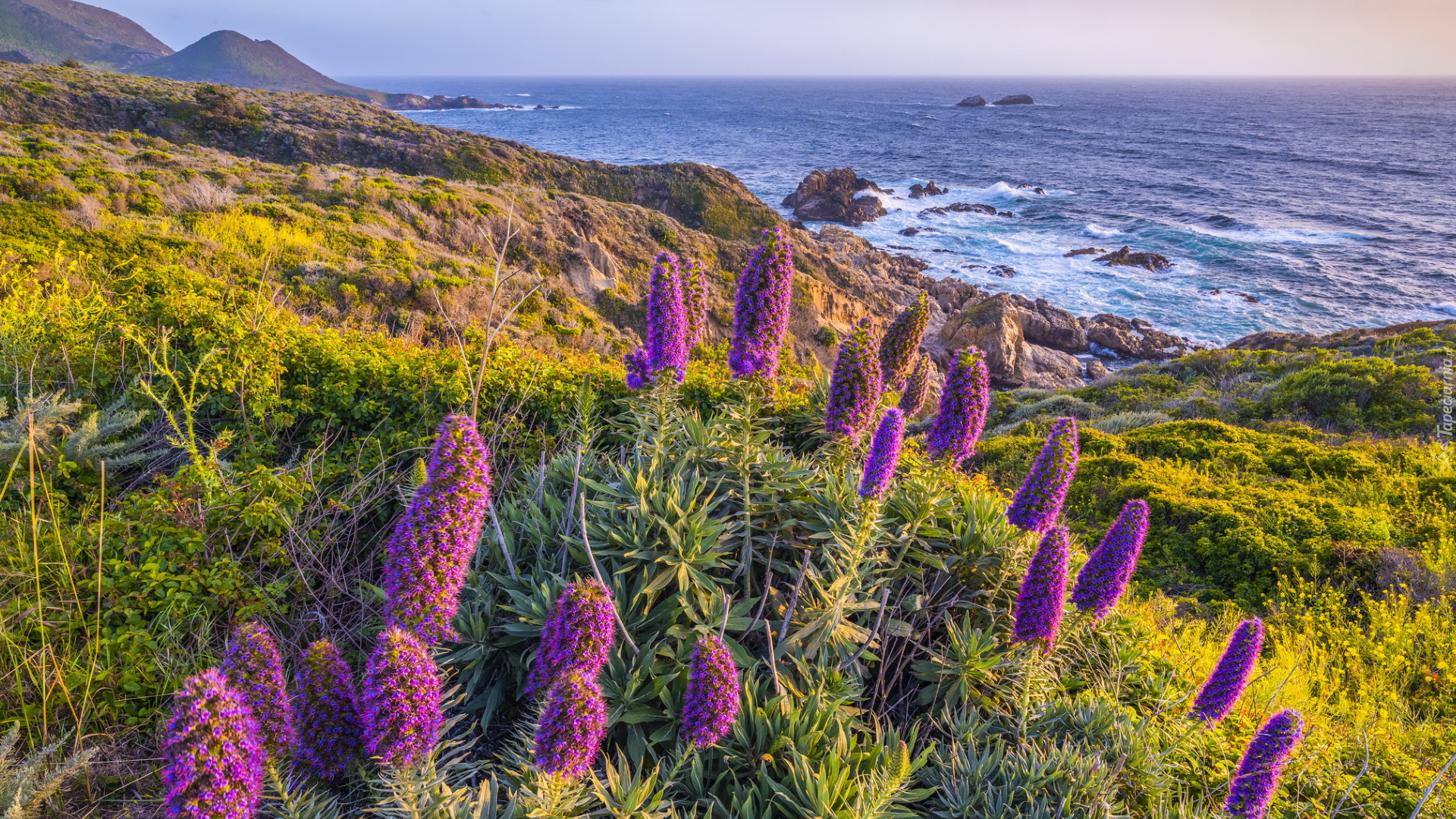 Fioletowe, Kwiaty, Żmijowiec wspaniały, Morze, Wybrzeże, Big Sur, Kalifornia, Stany Zjednoczone