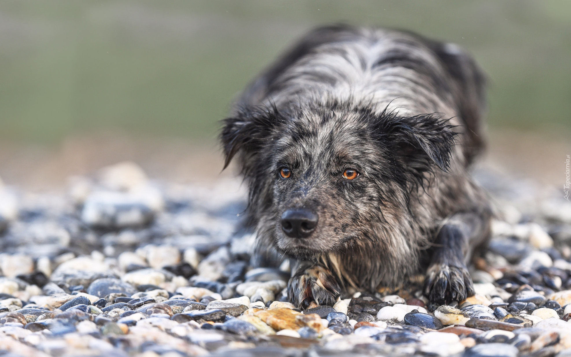 Pies, Border collie, Kamienie
