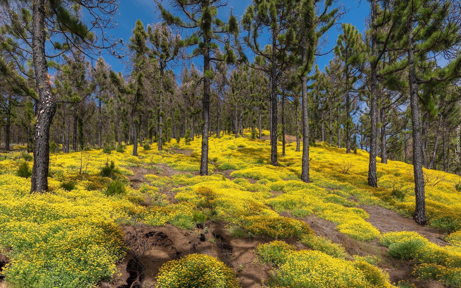 Park Przyrody Cumbre Vieja, Las, Sosny, Żółte, Kwiaty, Lucerna nerkowata, Wyspa La Palma, Wyspy Kanaryjskie, Hiszpania