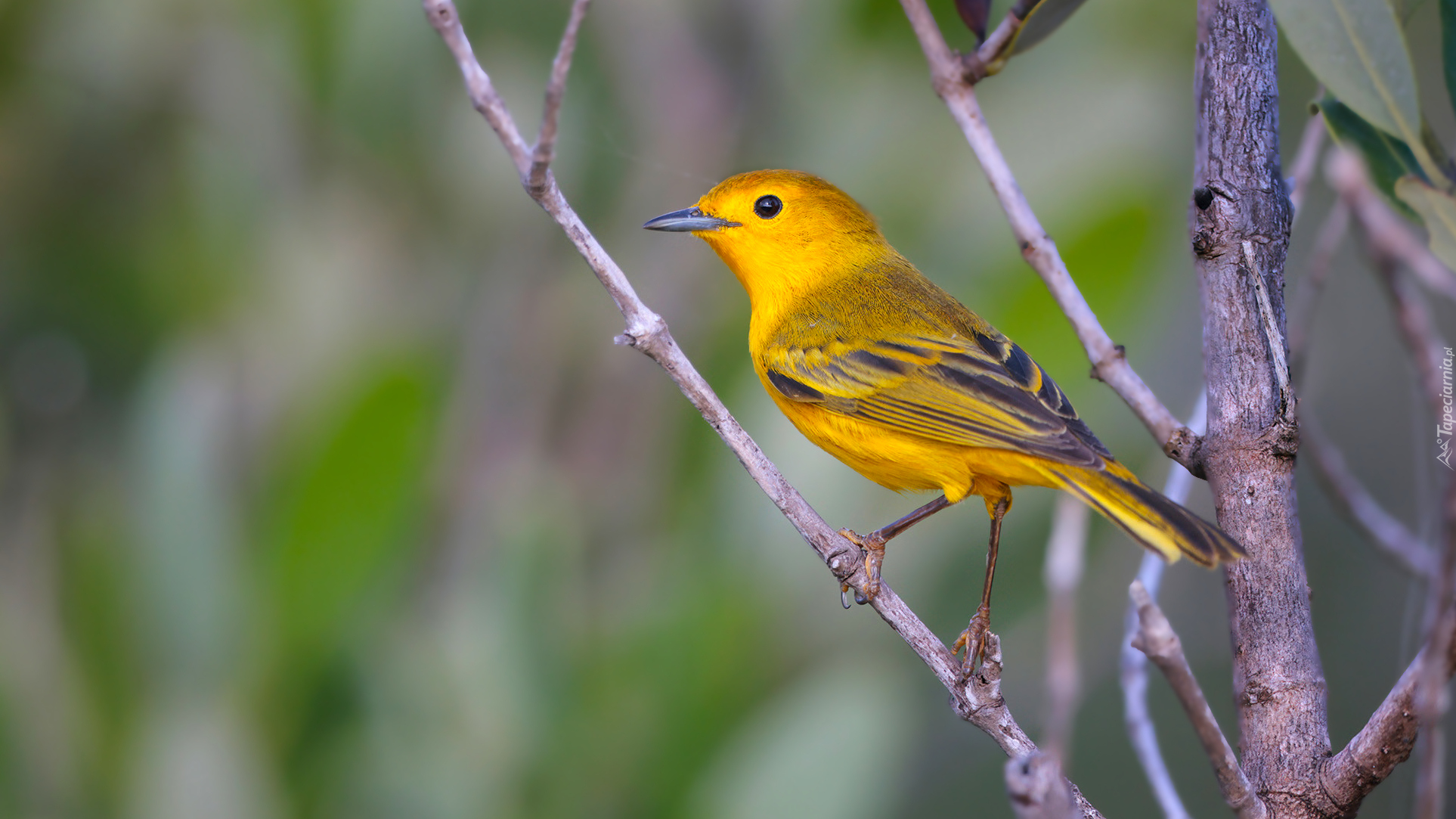 Żółty, Ptak, Lasówka złotawa, Gałązka