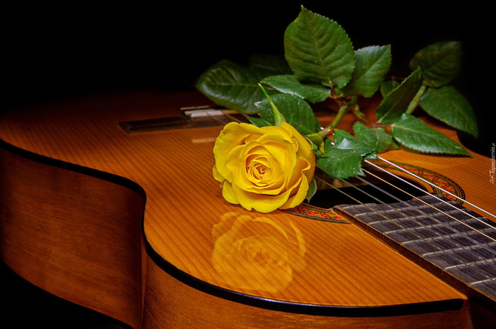 Gitara, Żółta, Róża