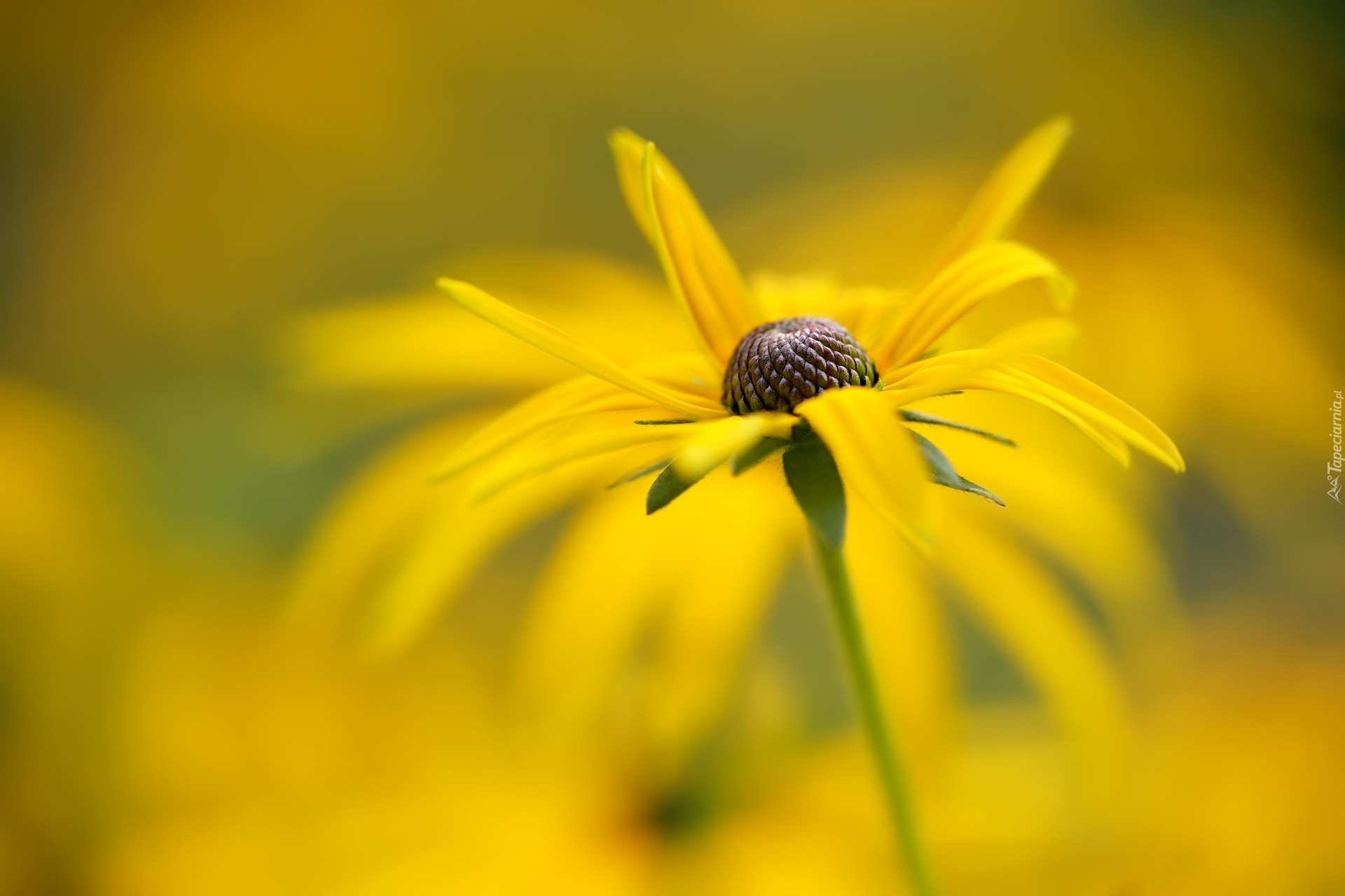 Żółty, Kwiat, Rudbekia, Rozmyte, Tło