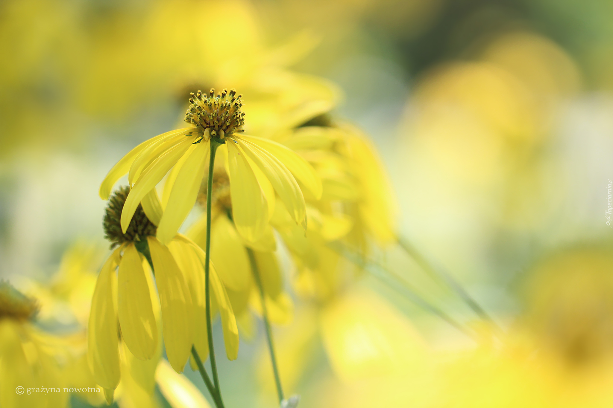 Rudbekia naga, Żółte, Kwiatki