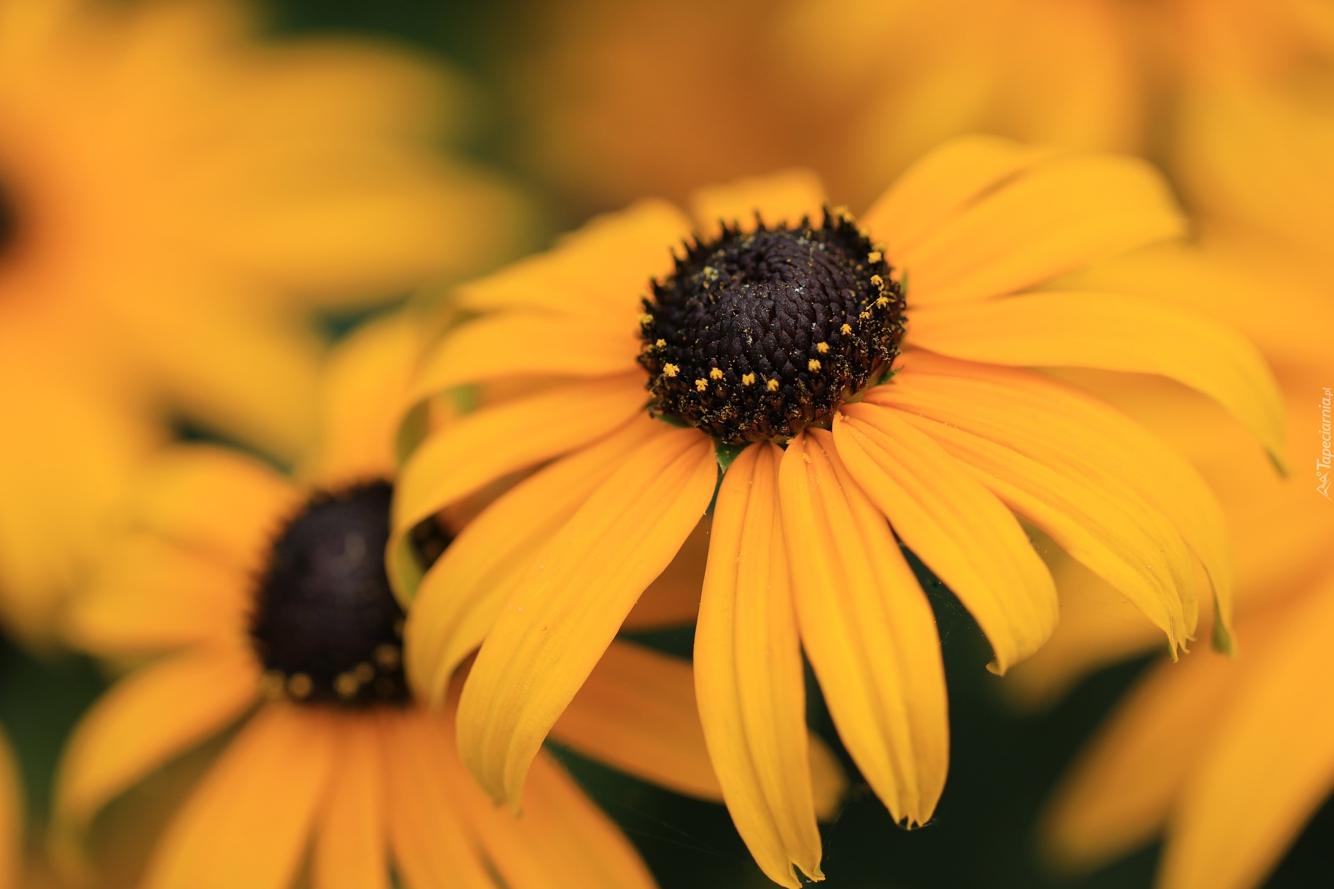 Żółta, Kwitnąca, Rudbekia, Zbliżenie