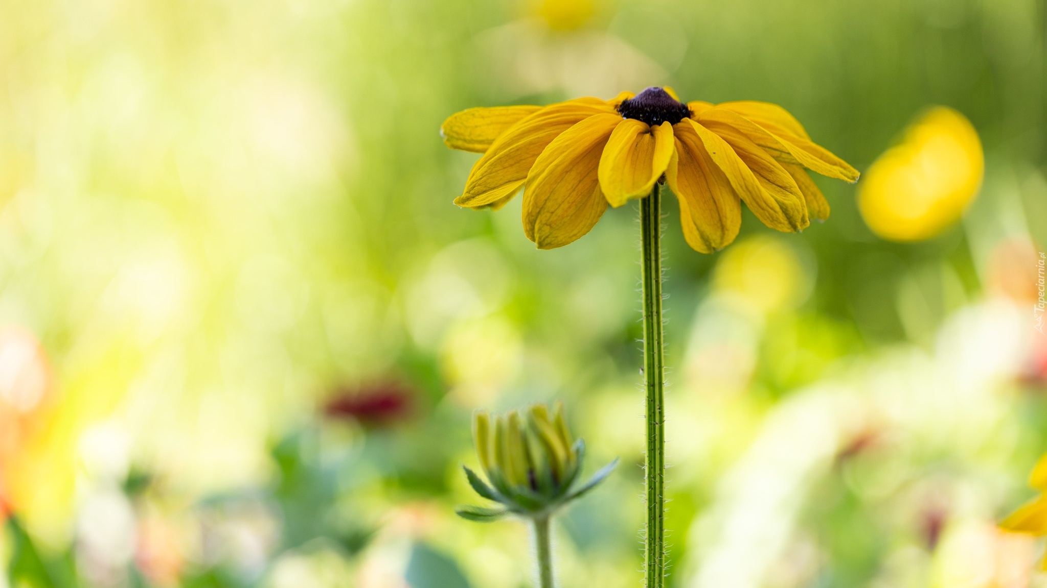 Kwiat, Pąk, Rudbekia