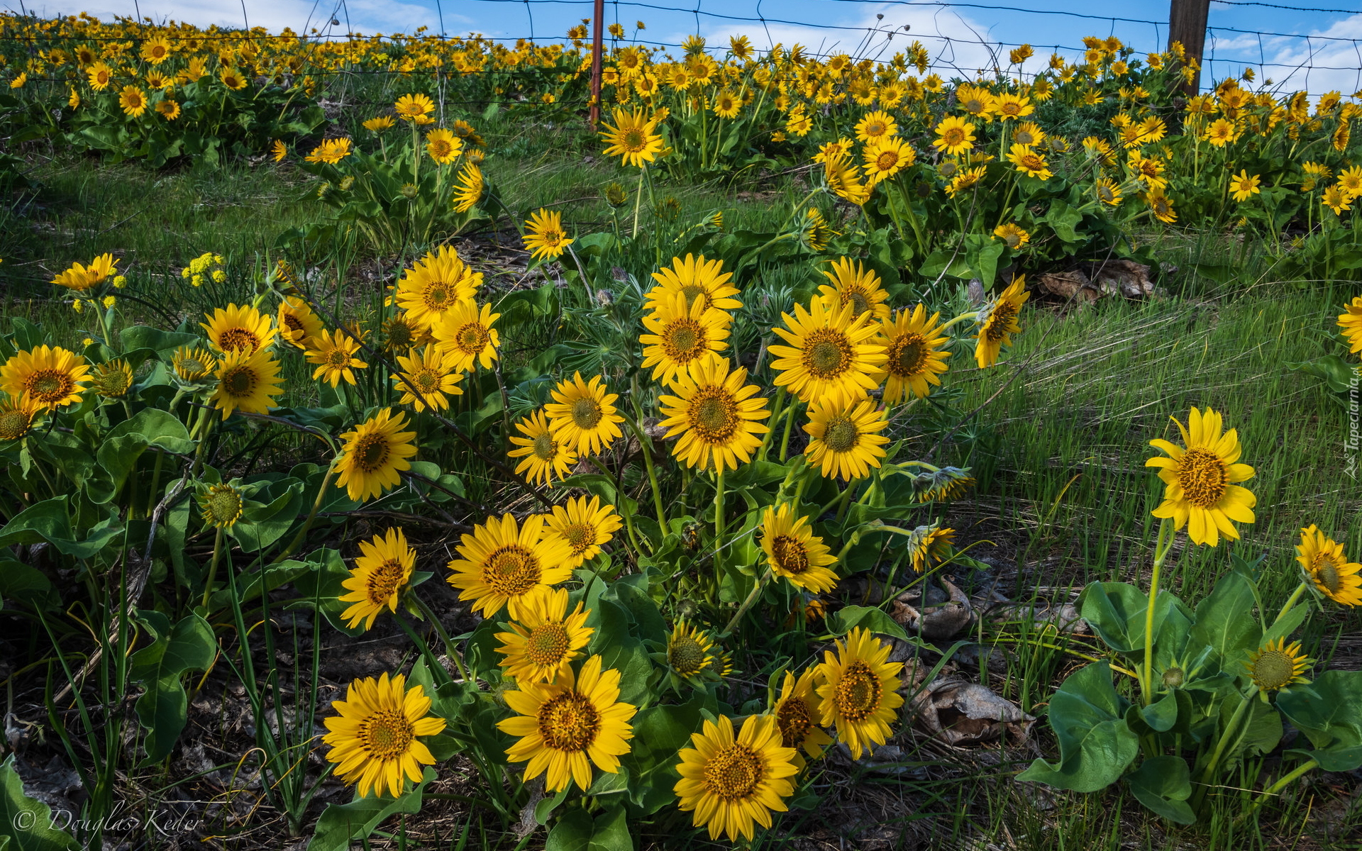 Żółte, Kwiaty, Balsamorhiza